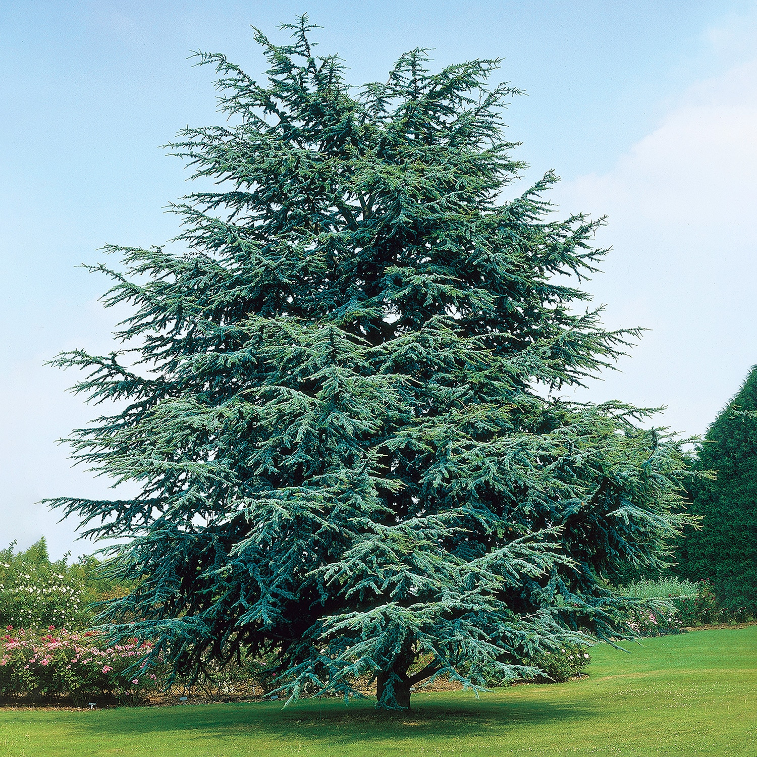 Electric Blue Deodora Cedar Tree Potted Evergreen Plant, in a 2.25 Gal. Pot
