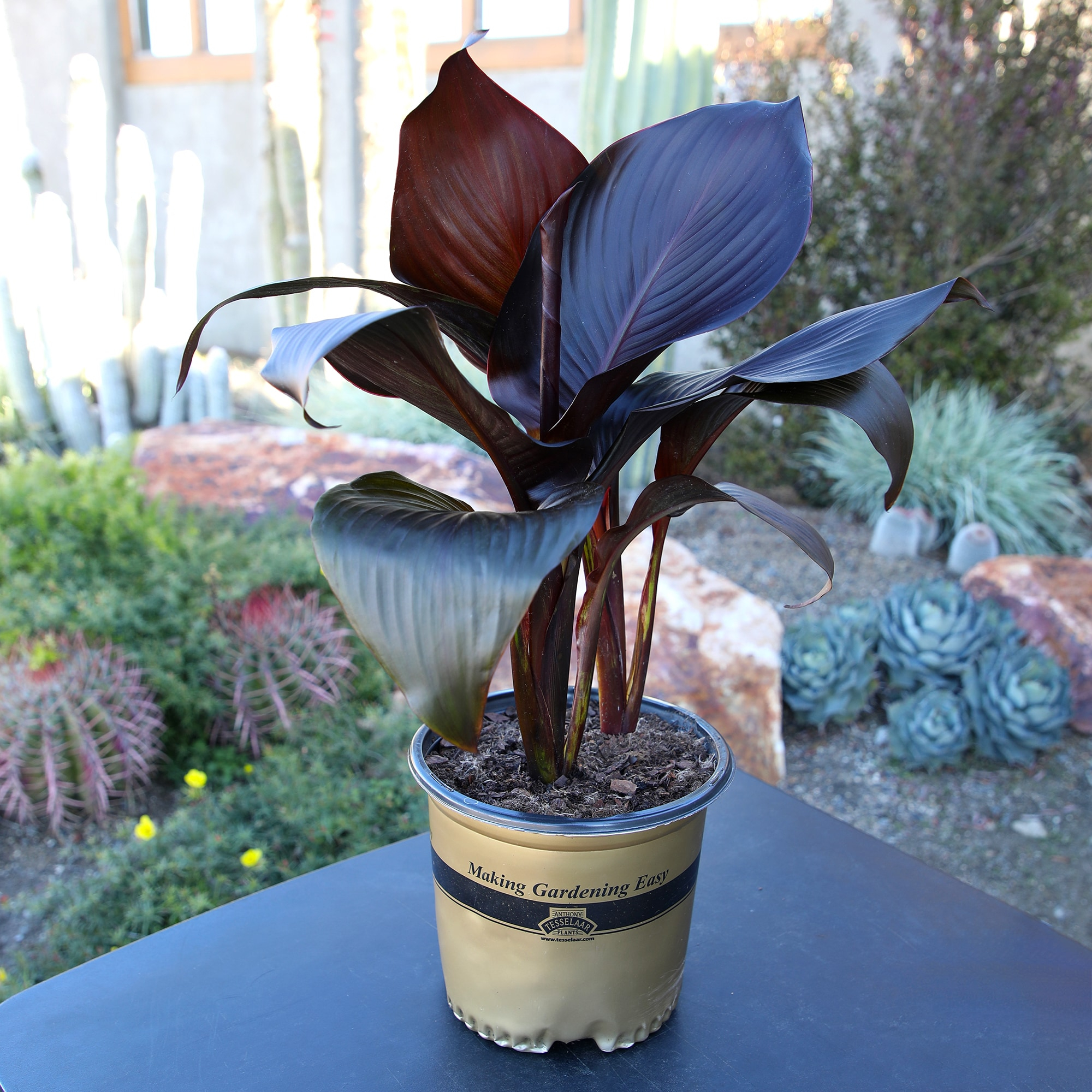 Altman Plants Black Tropicanna Canna Lily | Flowering Perennial Plant | 4qt. Grow Pot; Full Sun