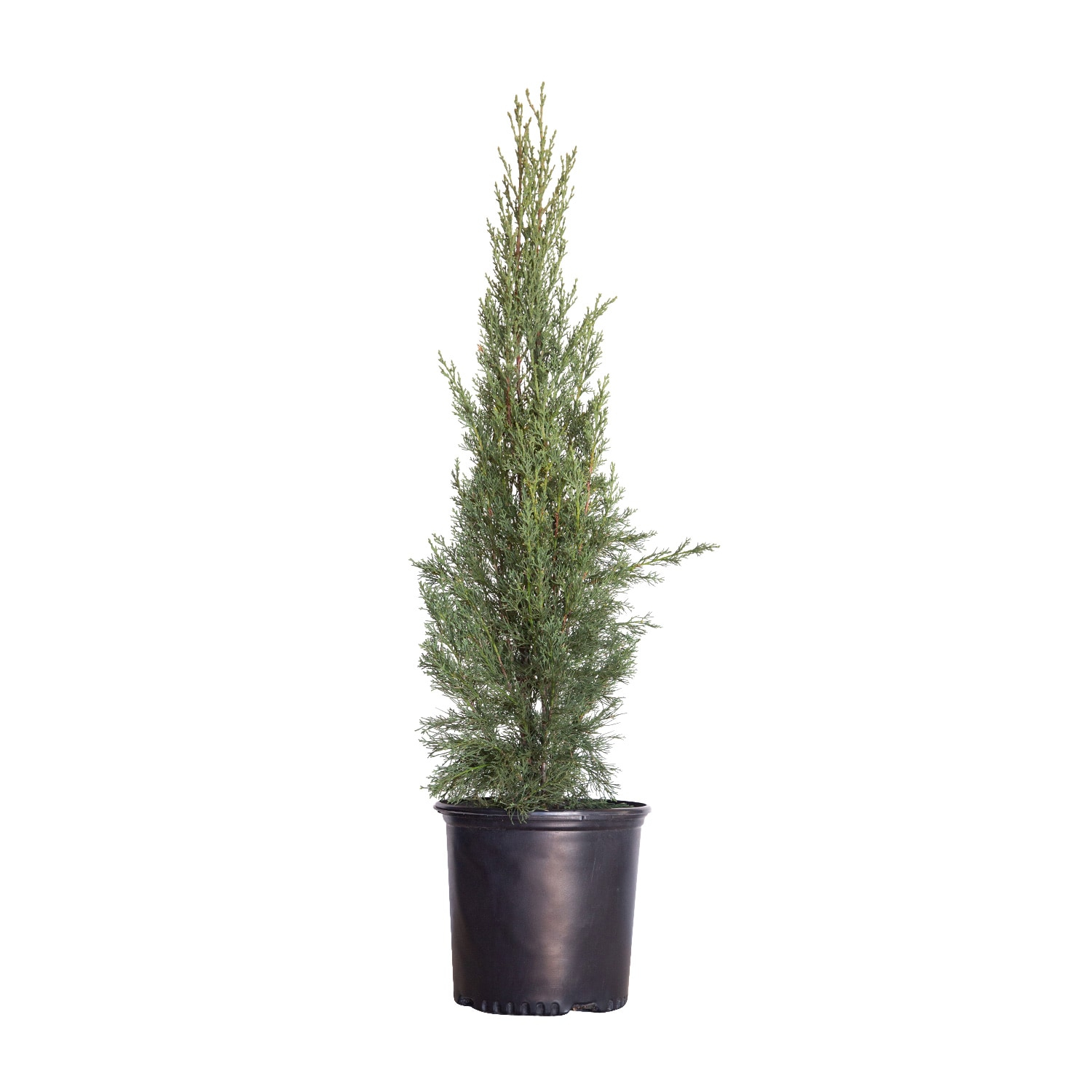 Italian Cypress (2.5 Gallon) Narrow and Upright Evergreen Tree - Full Sun Live Outdoor Plant