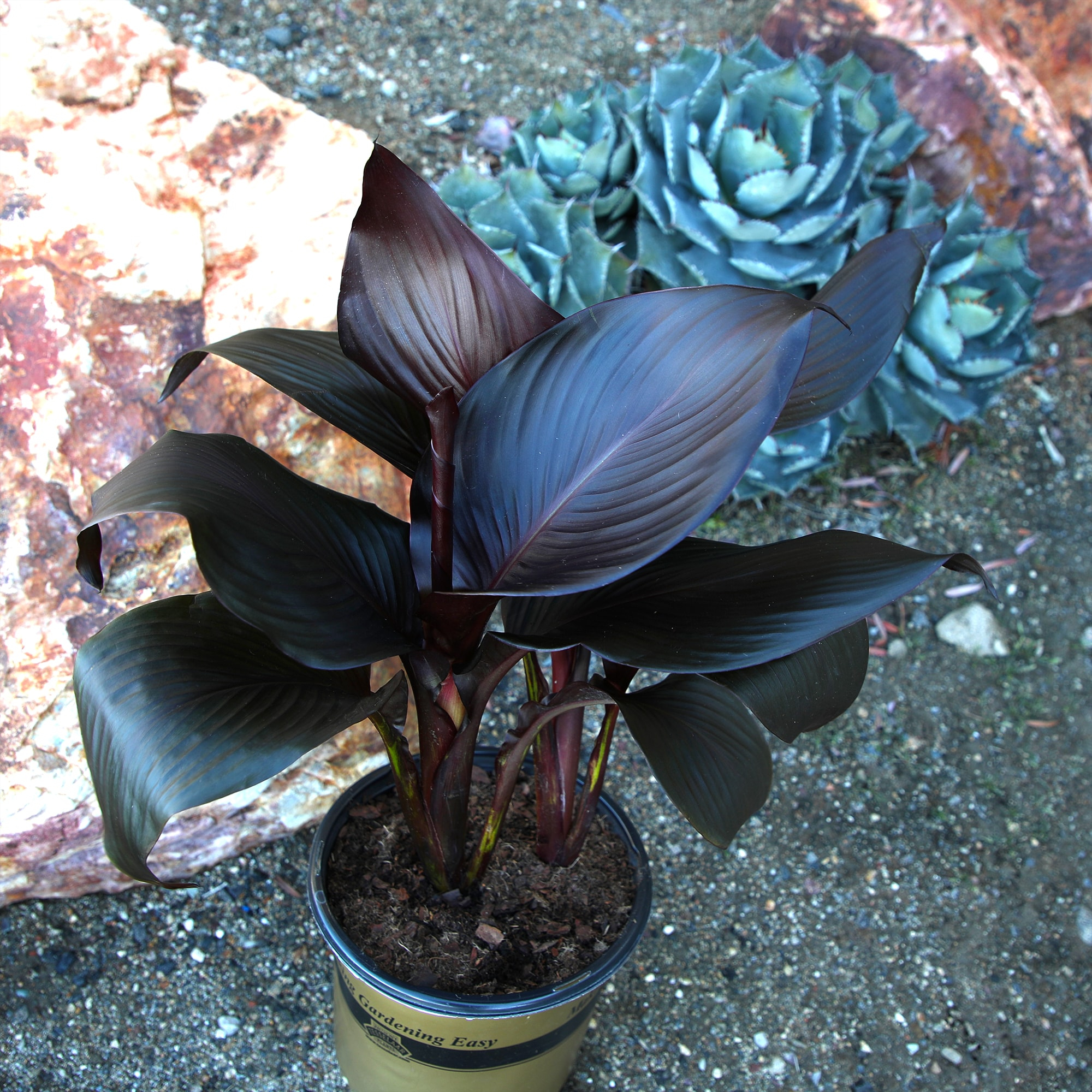 Altman Plants Black Tropicanna Canna Lily | Flowering Perennial Plant | 4qt. Grow Pot; Full Sun