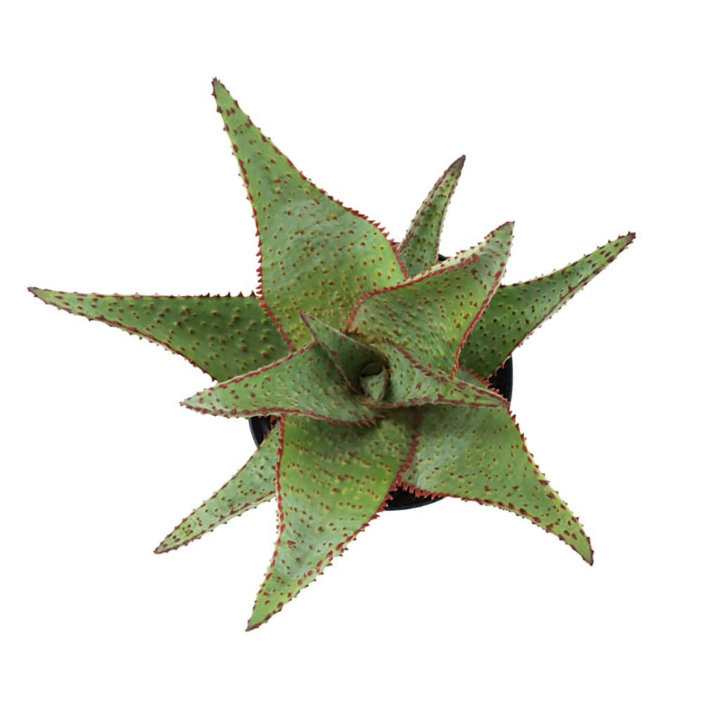 Altman Plants Colorful Star Aloe | Unique Houseplant Gift | 3.5 in Pot | Easy Plant Care | Full Sun