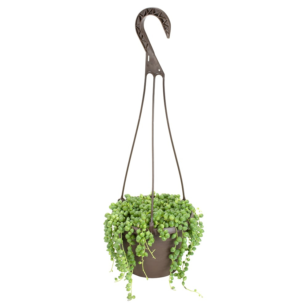 Element By Altman Plants String of Pearls Succulent (Senecio Rowleyanus) 6" Live Plant Hanging Basket