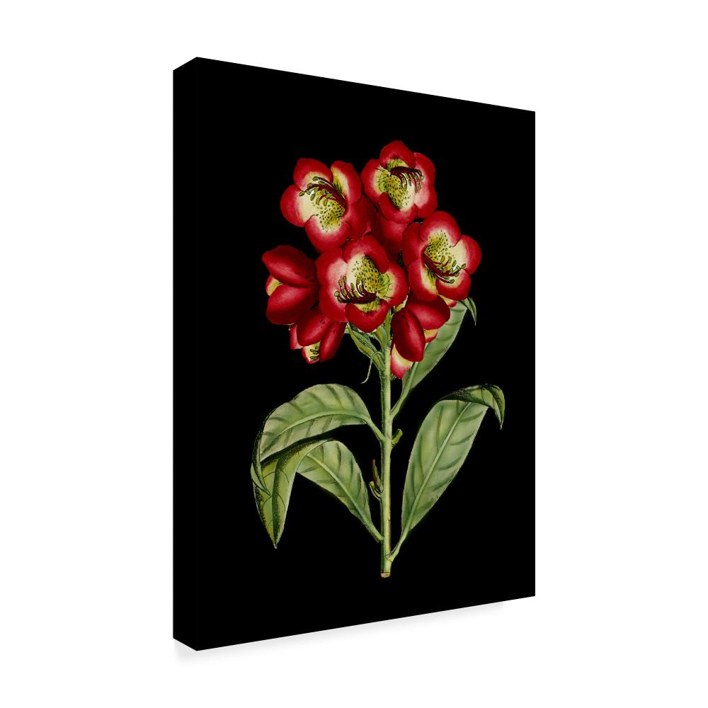 Trademark Fine Art 'Crimson Flowers on Black III' Canvas Art by Unknown