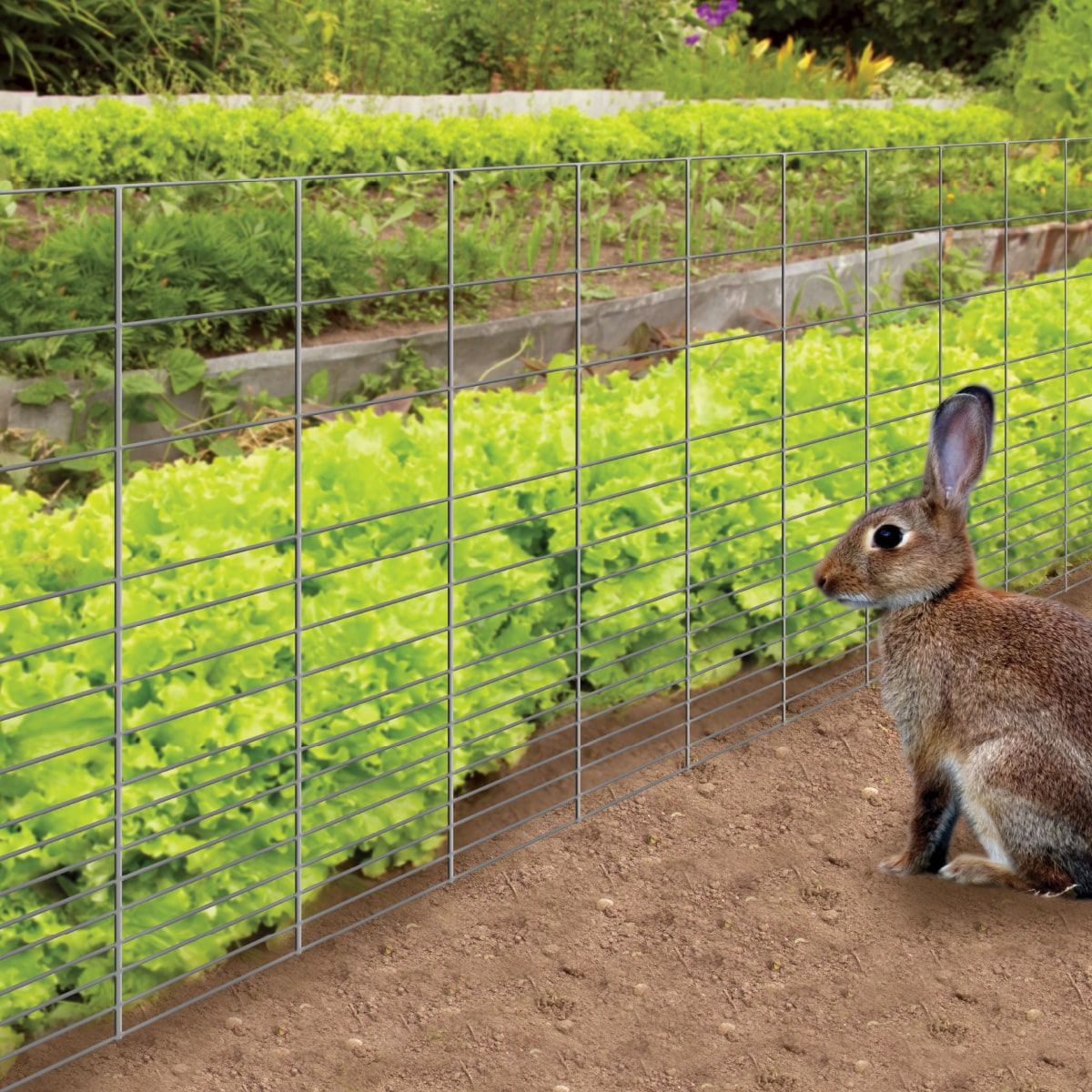 36-Inch Gray Galvanized Steel Rabbit Guard Garden Fence