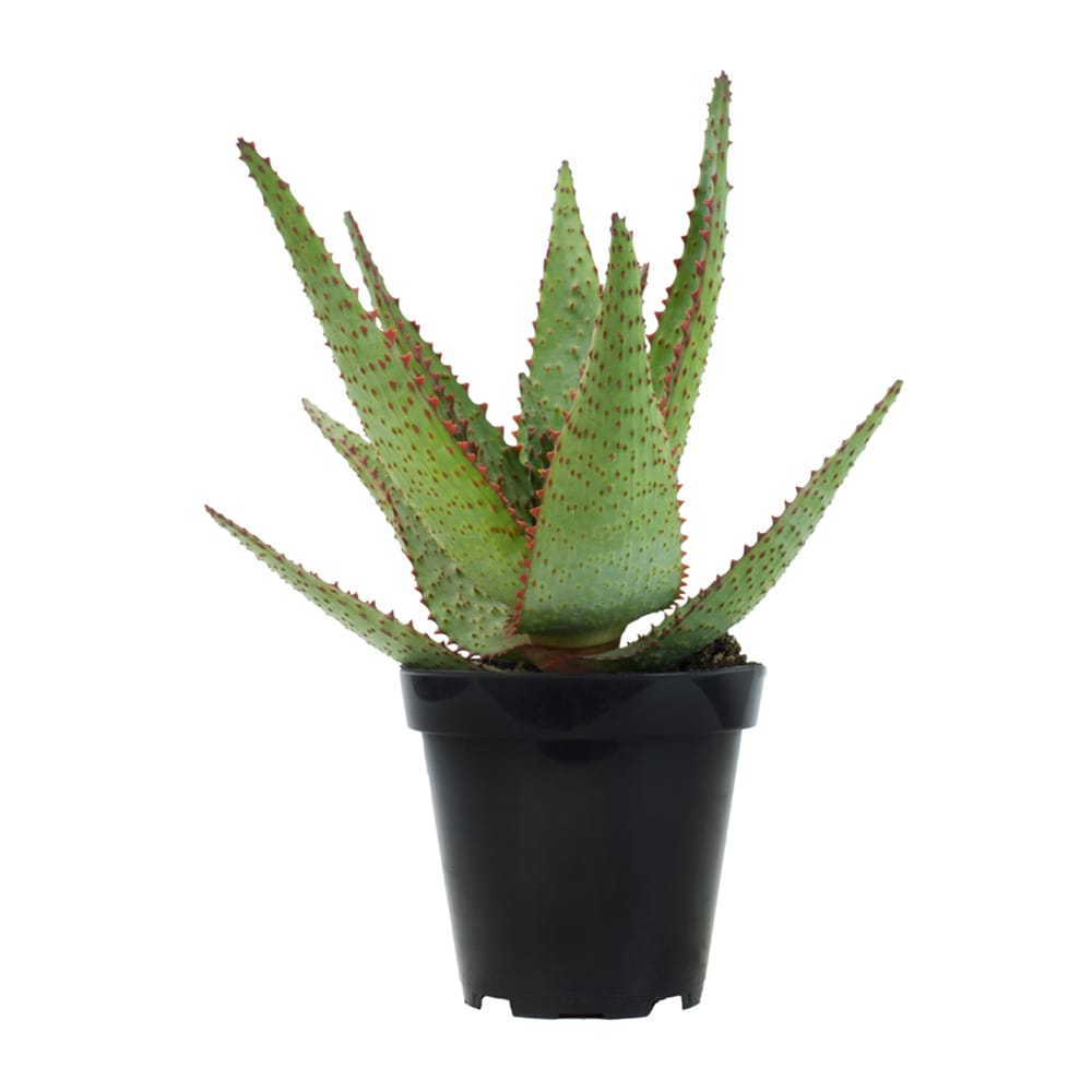 Altman Plants Colorful Star Aloe | Unique Houseplant Gift | 3.5 in Pot | Easy Plant Care | Full Sun