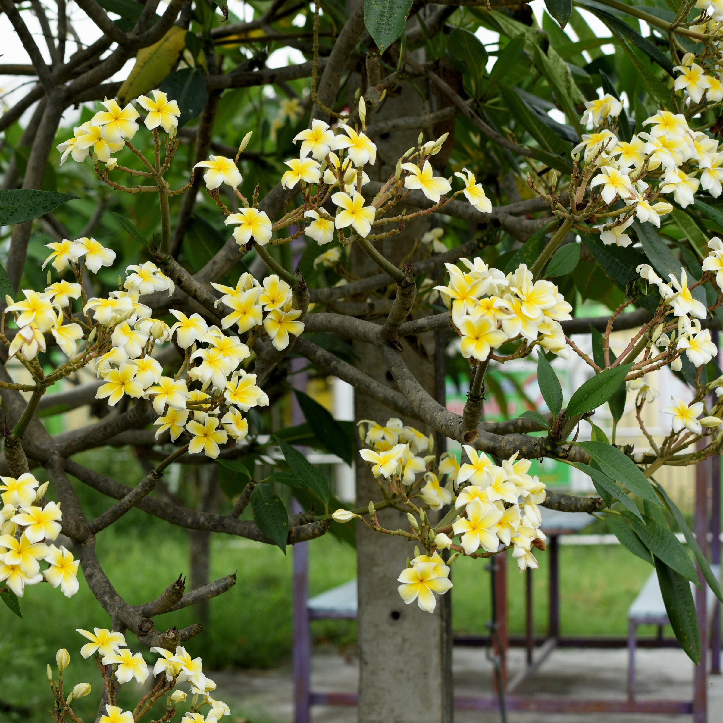Yellow Gold Plumeria Flowering Bush in Green Planter