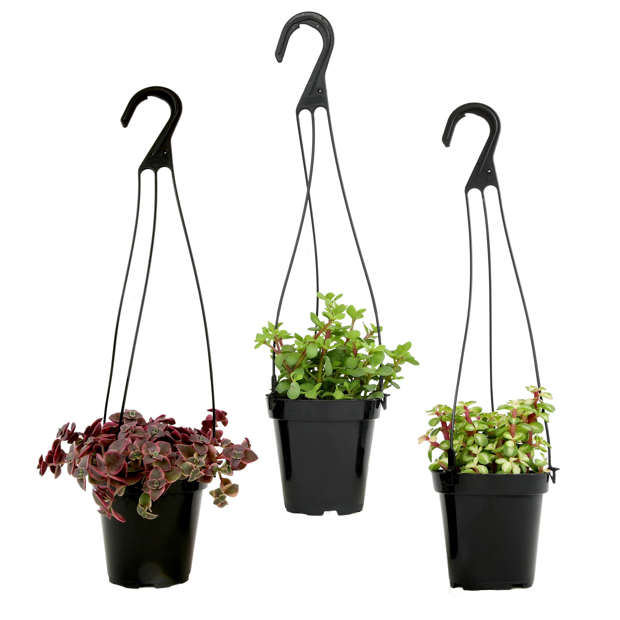 Altman Plants Hanging Succulents Baskets (3-pack) Fun Easy Plants in 3.5 in. Hanging Pots