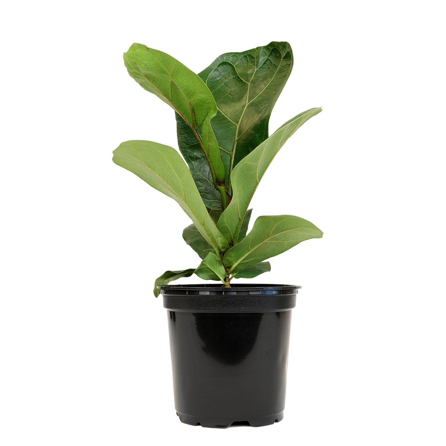 Tall Black Plastic Planter with Fiddle Leaf Fig