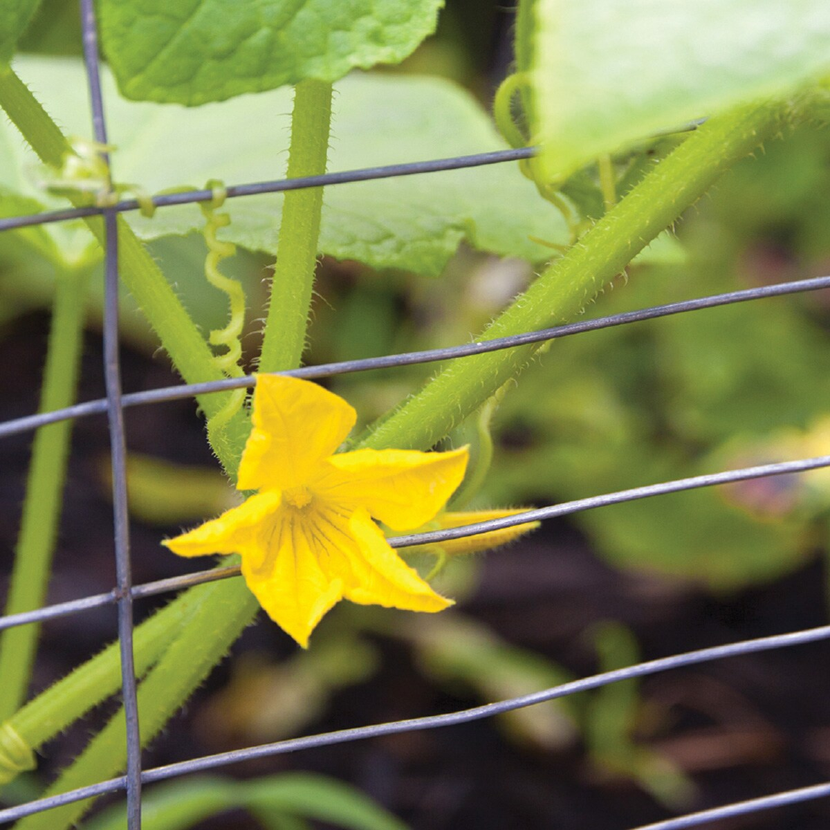 36-Inch Gray Galvanized Steel Rabbit Guard Garden Fence