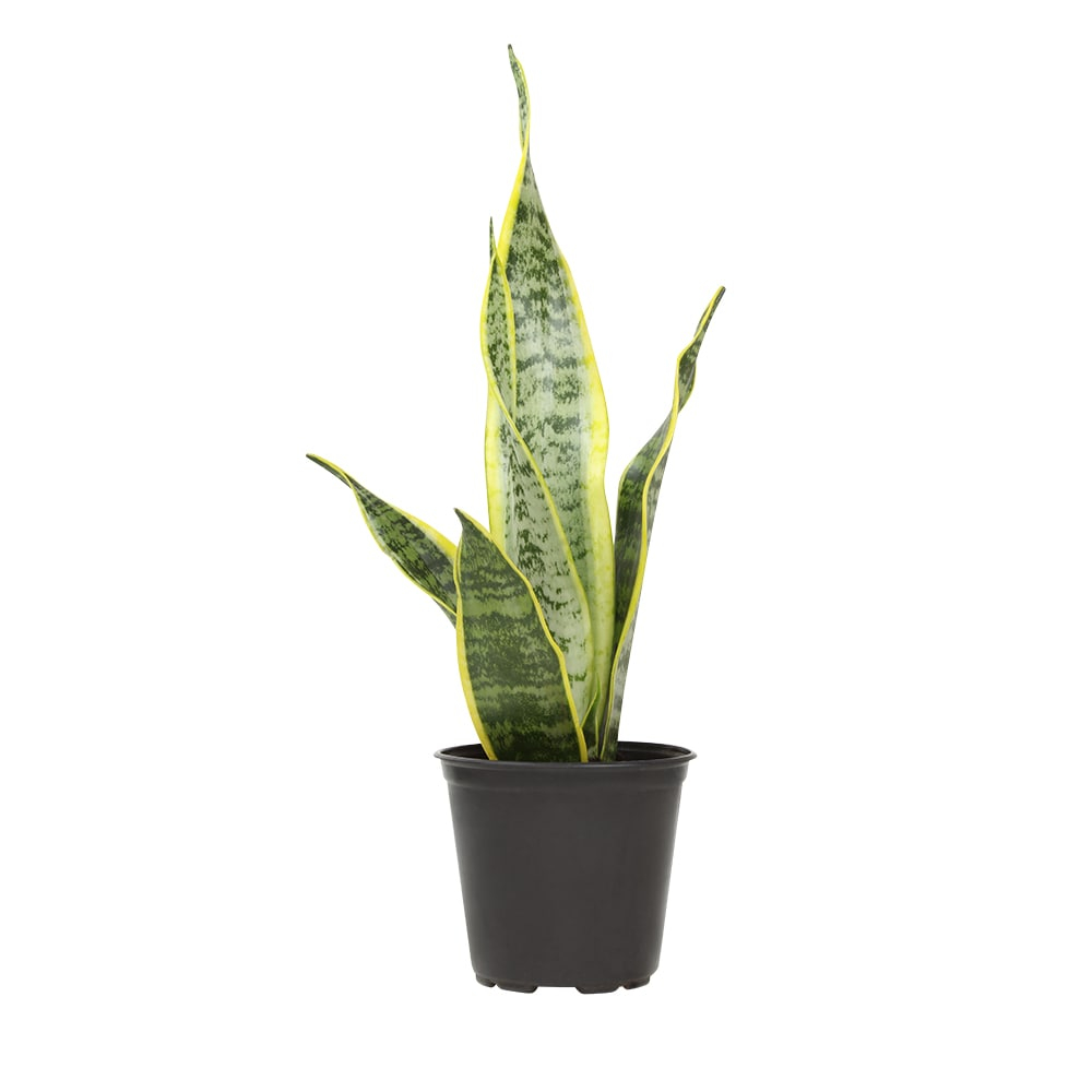 Striped and Variegated Live Snake Plant (Sansevieria Laurentii) Air Purifying Houseplant in 4.25 in. Grower Pot