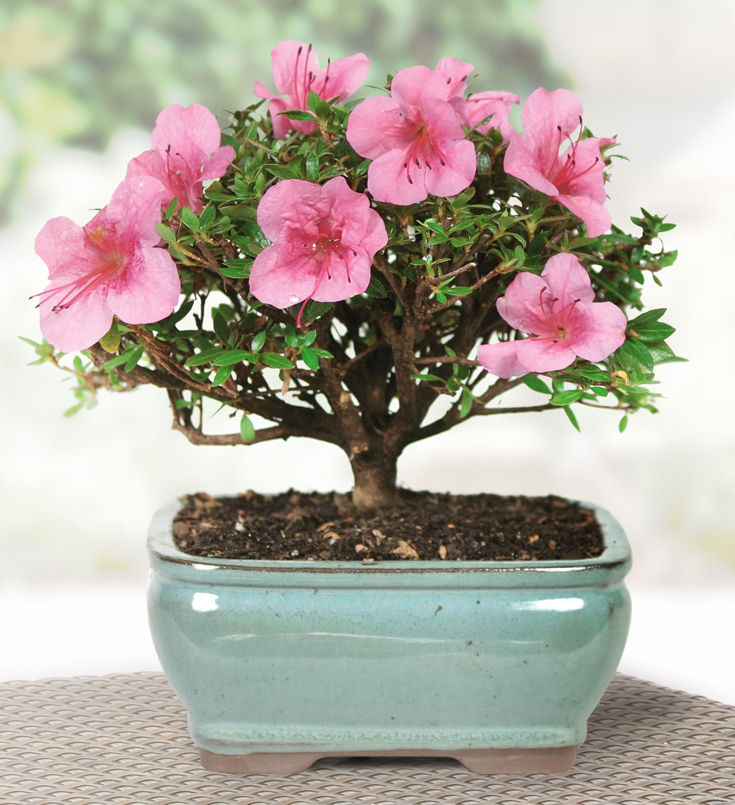 BINLIS Brussel's Satsuki Azalea Azalea Bonsai Live Tree