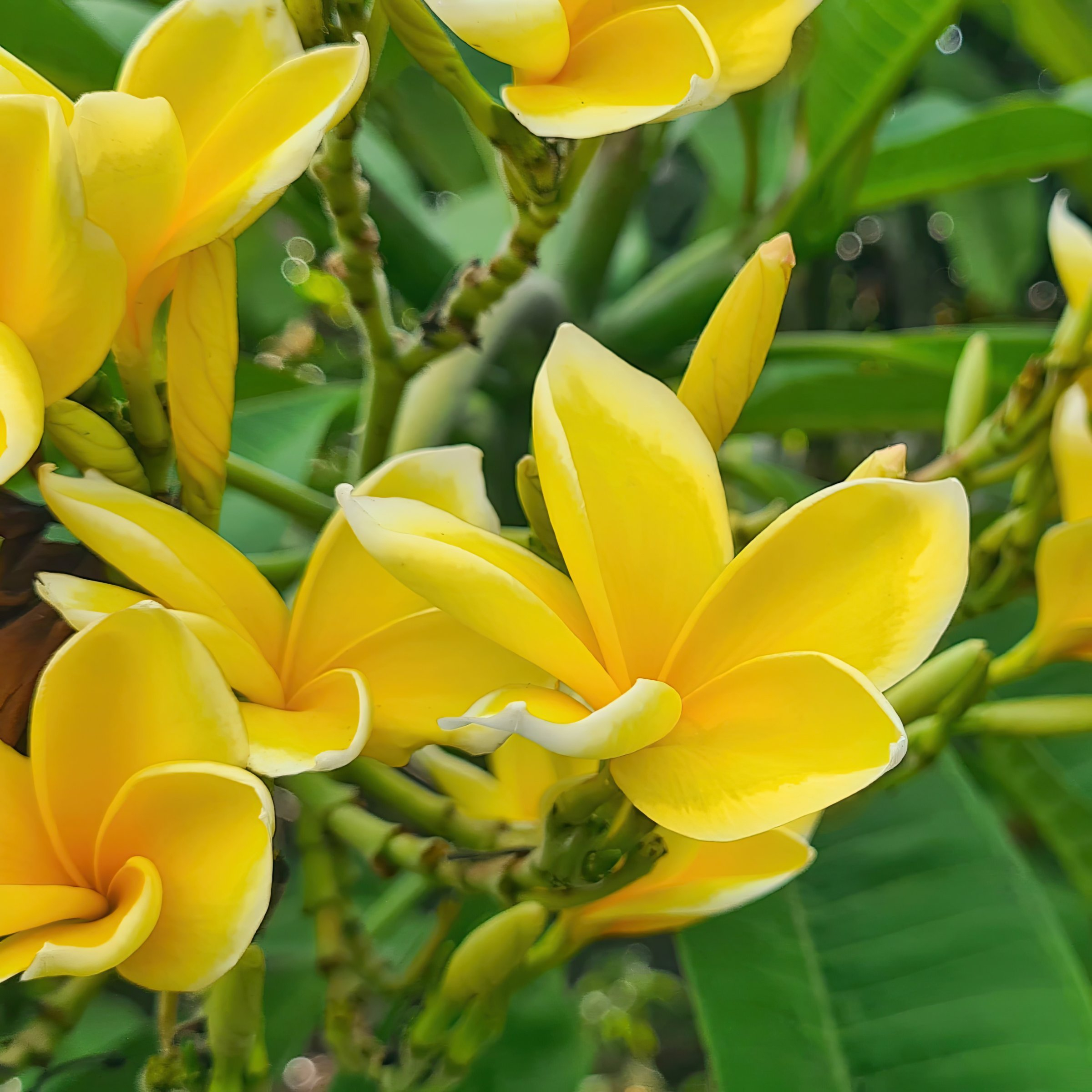 Yellow Gold Plumeria Flowering Bush in Green Planter