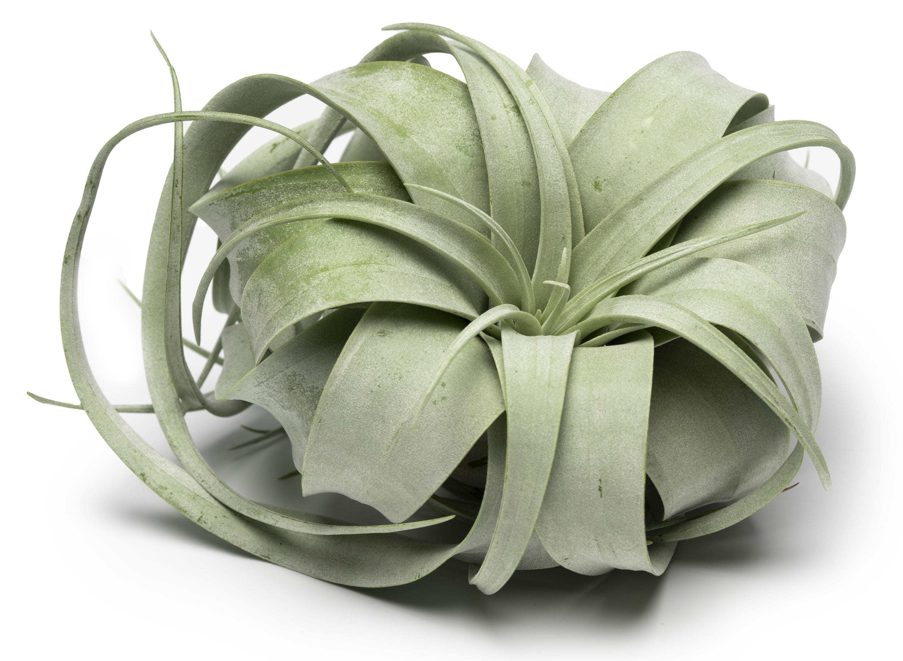 Altman Plants Large Tillandsia Xerographica Live Air Plant