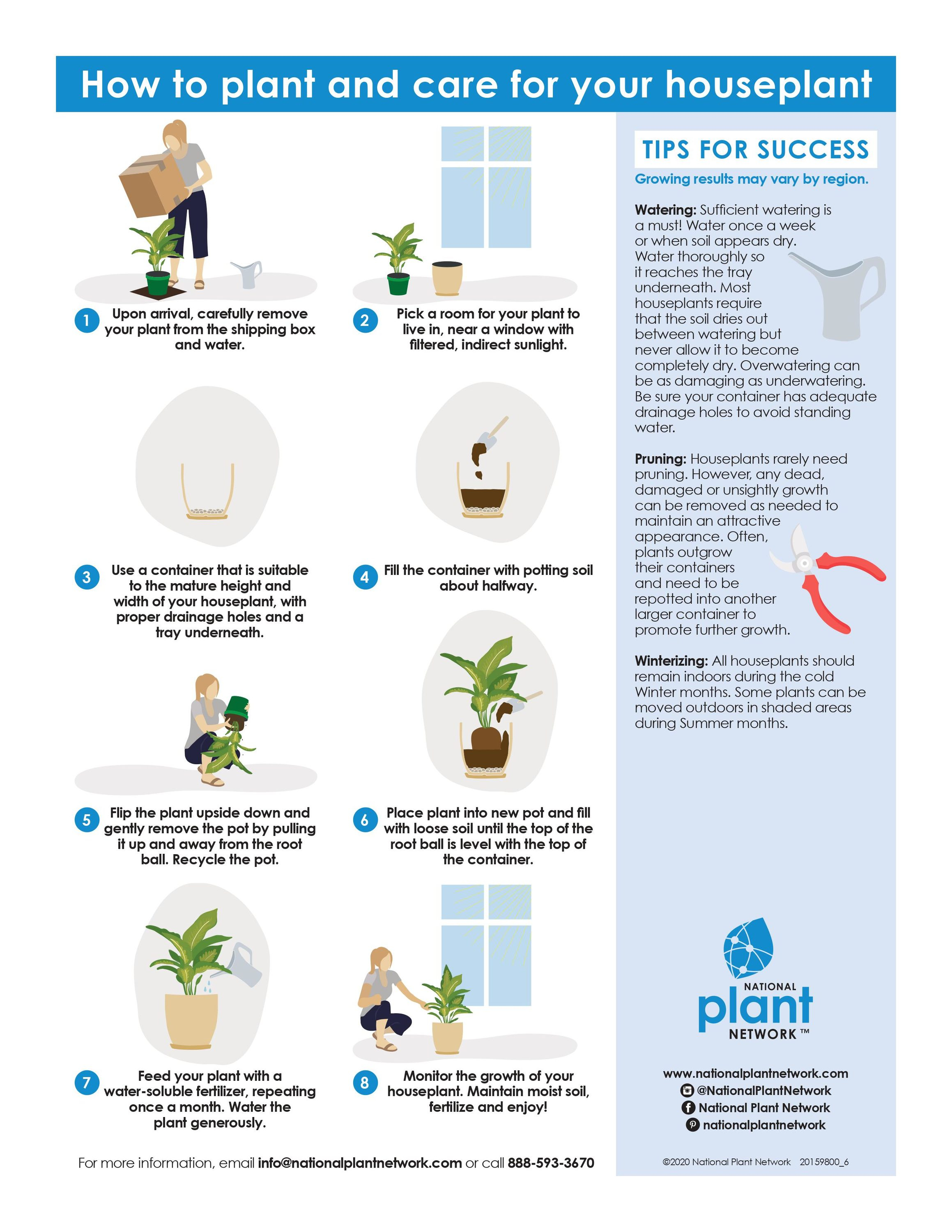 10&#34; Fiddle Leaf Fig Plant - National Plant Network