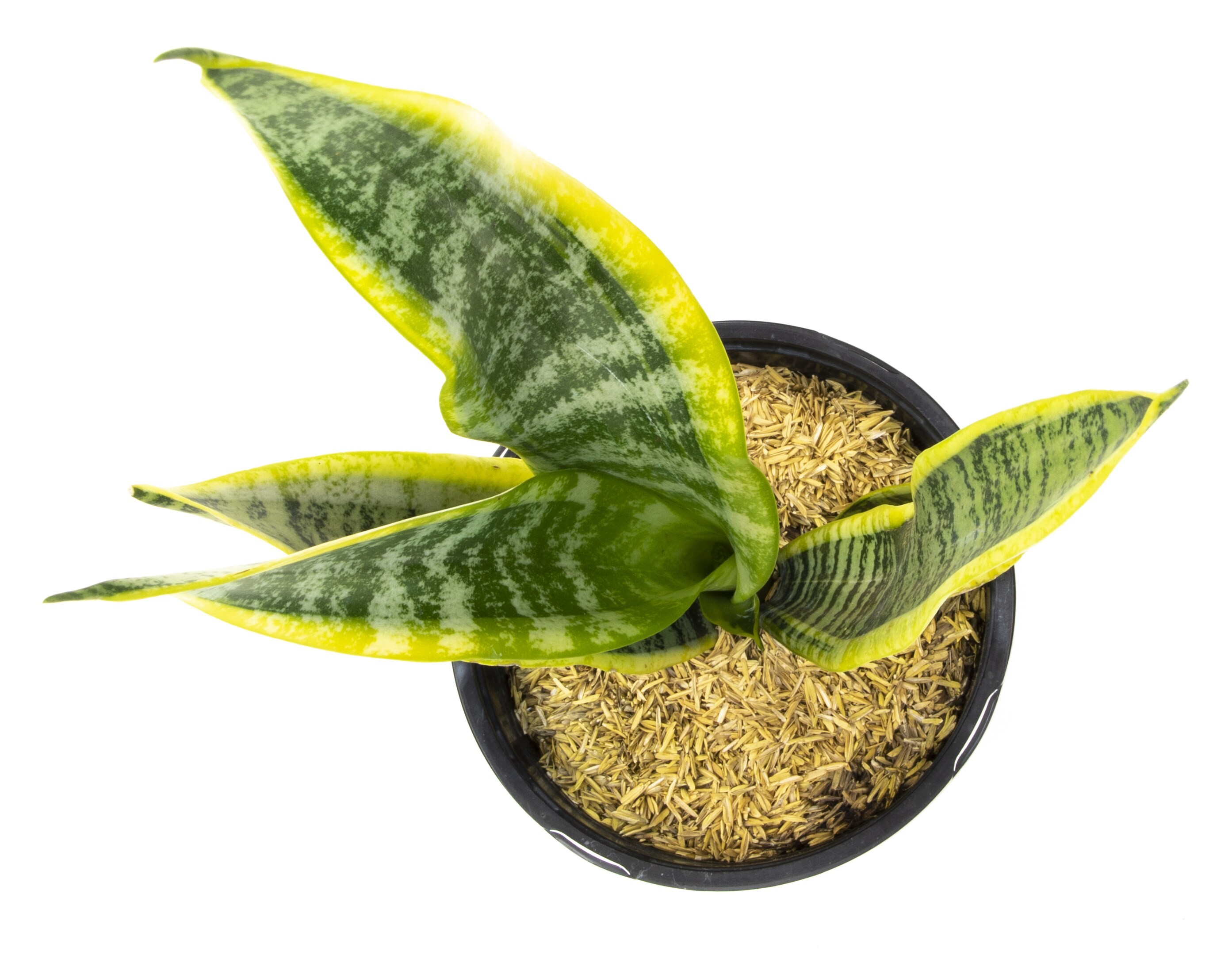 Striped and Variegated Live Snake Plant (Sansevieria Laurentii) Air Purifying Houseplant in 4.25 in. Grower Pot