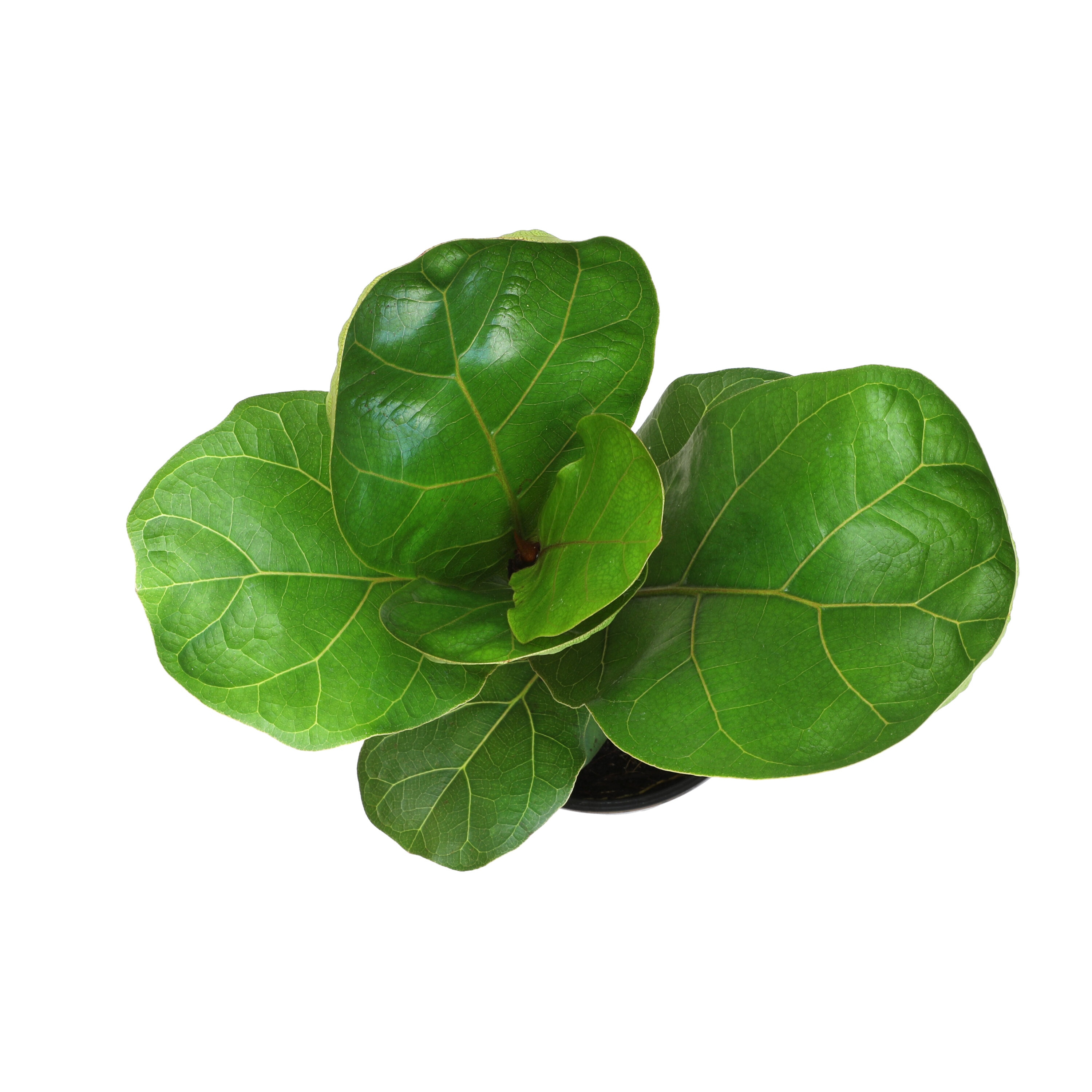 Tall Black Plastic Planter with Fiddle Leaf Fig