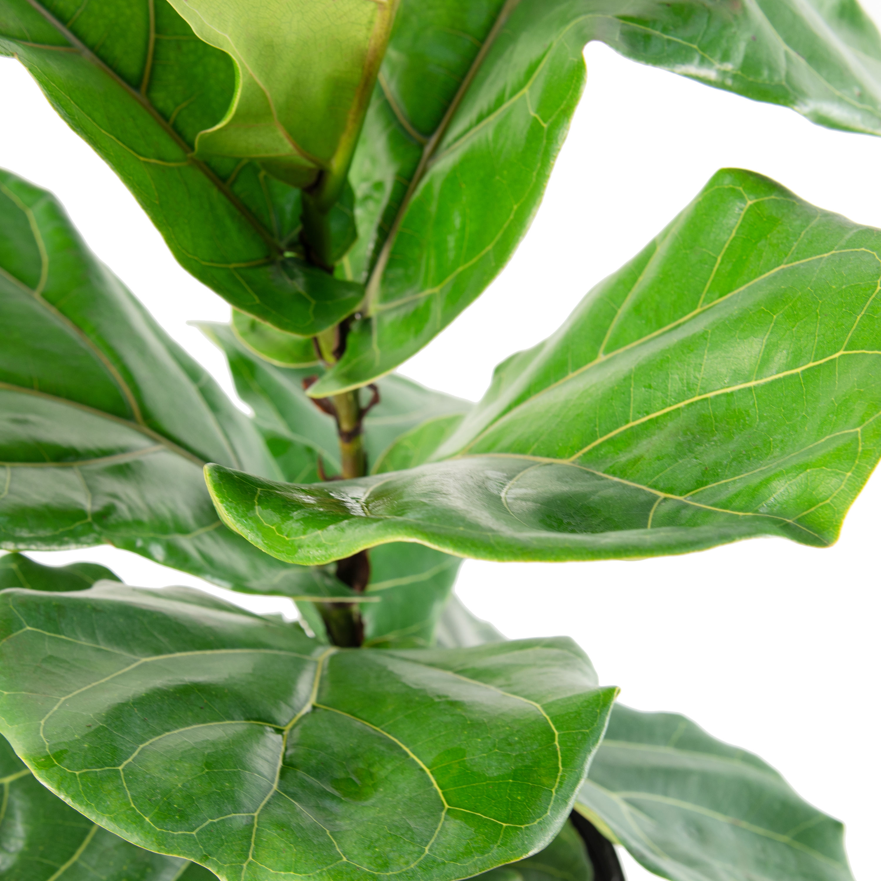 10&#34; Fiddle Leaf Fig Plant - National Plant Network