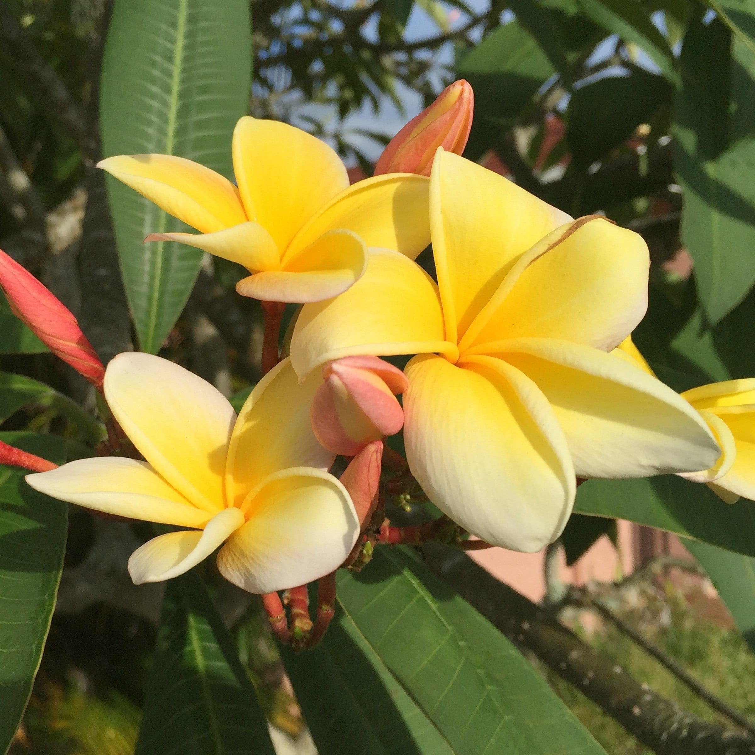 Yellow Gold Plumeria Flowering Bush in Green Planter
