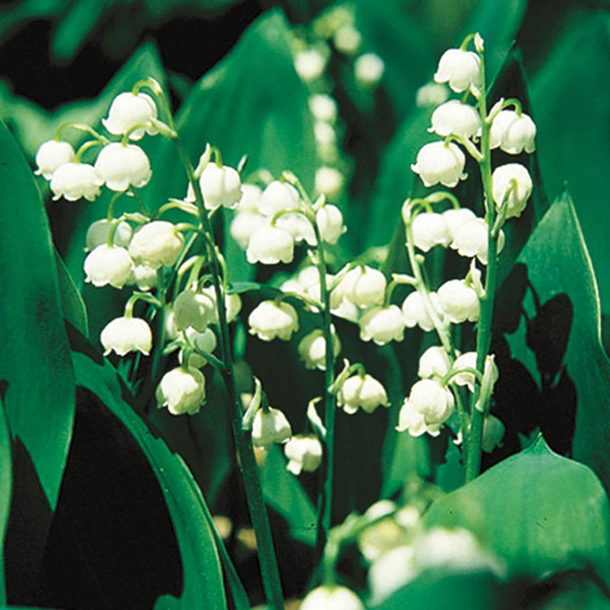 White Flowering Lily of the Valley Convallaria Dormant Bare Root Groundcover Perennial Starter Plant Root, One Plant per Offer