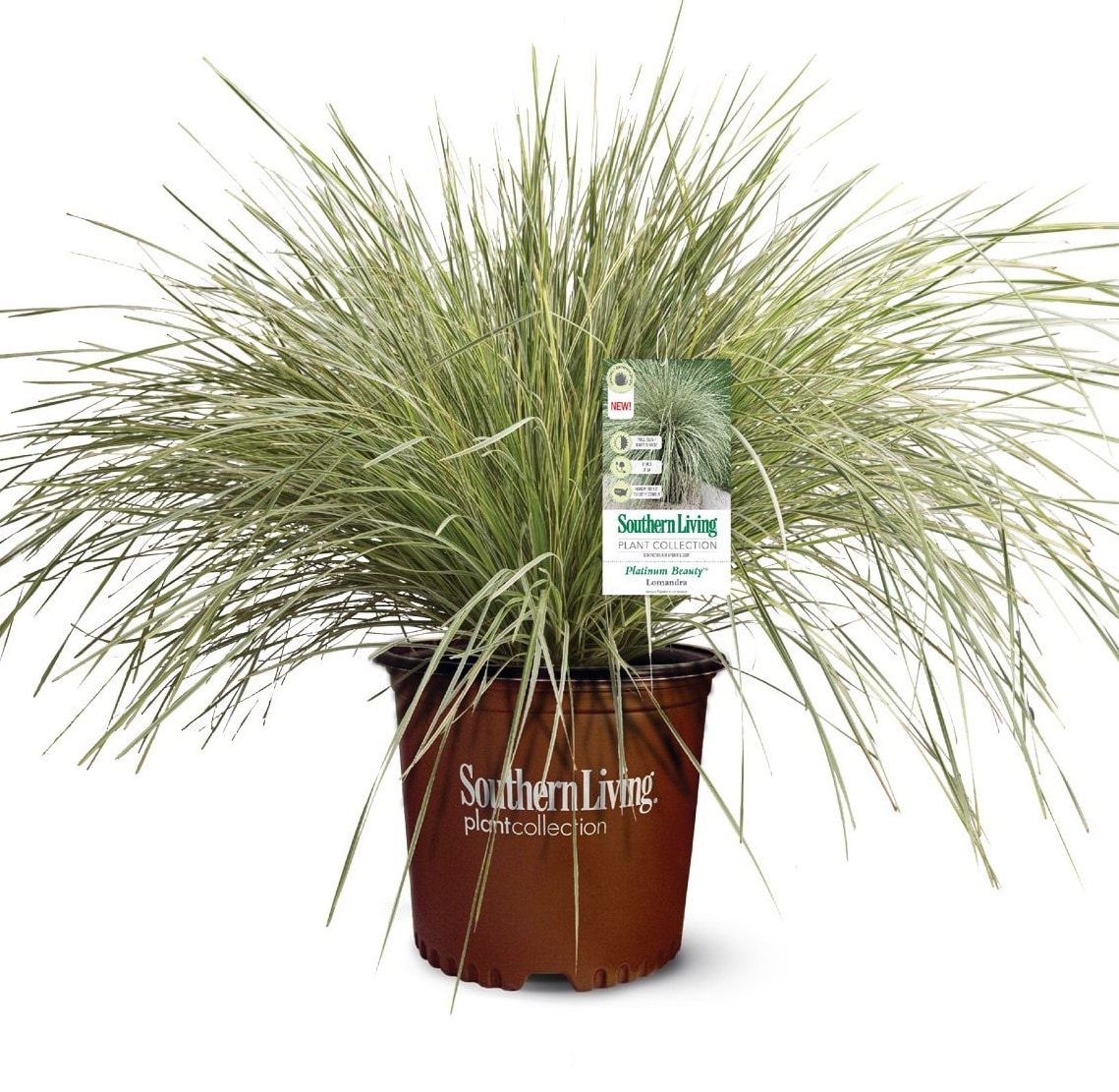 Southern Living Platinum Beauty Lomandra 'Mat Rush' Live Shrub in 2.5-Quart Grower Pot