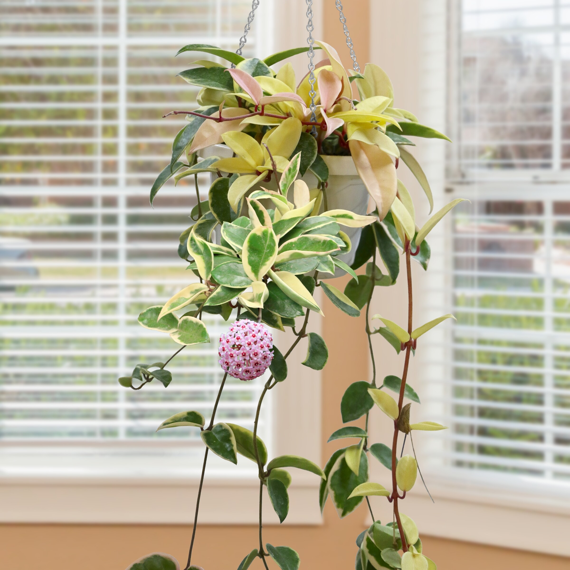 5.5 in. Hoya Carnosa Krimson Queen Plant in Grower Container (1-Piece)