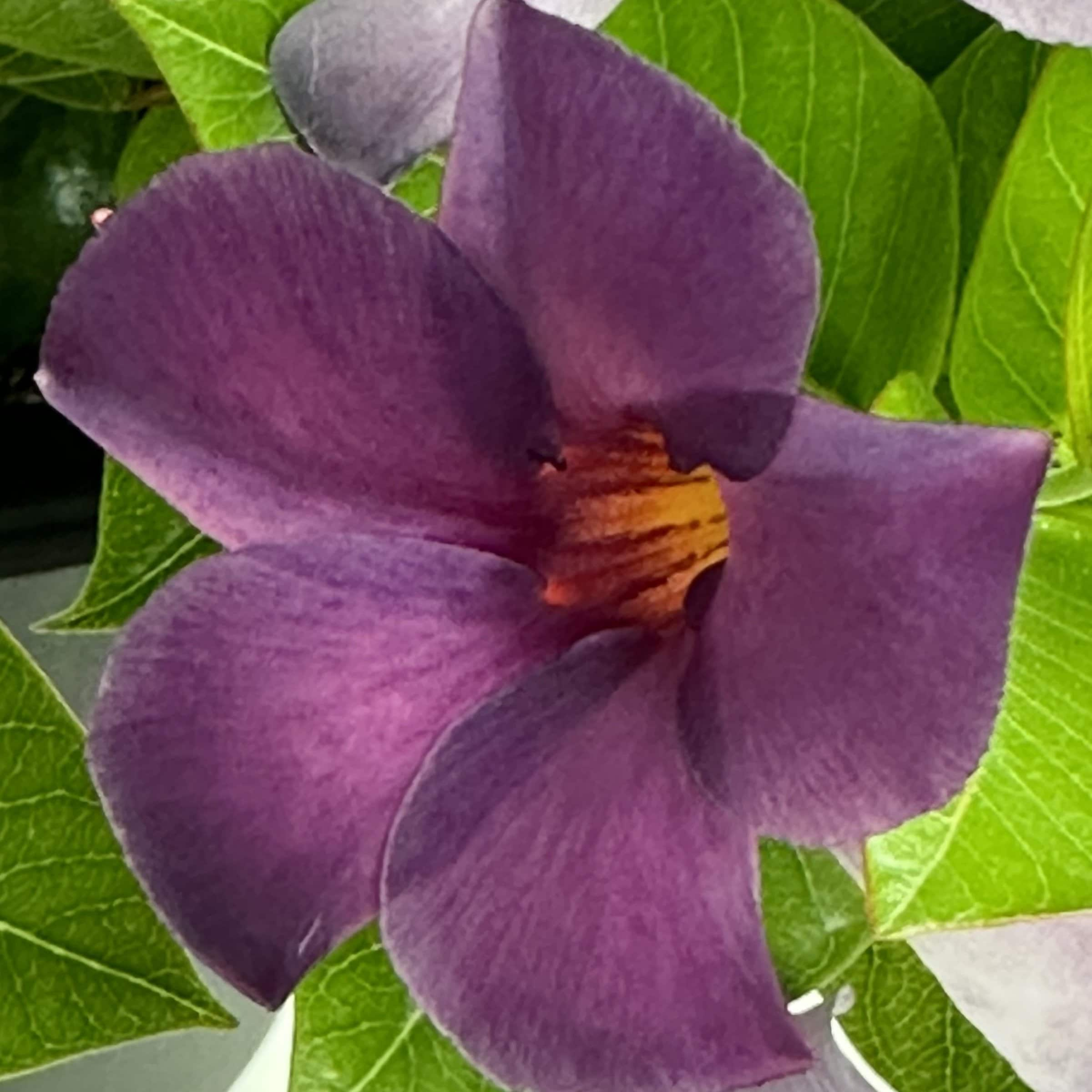 Blue Mandevilla Bluephoria Summer 4-inch Pot 3-Pack