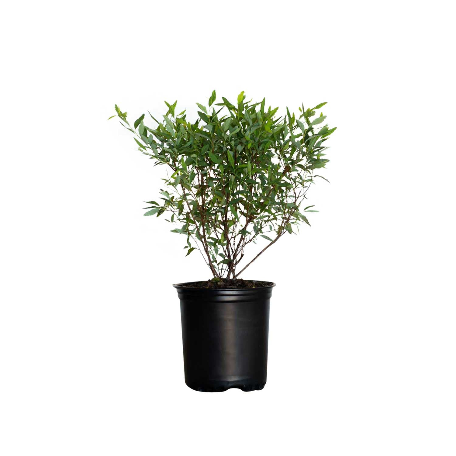 Reeves Bridal Wreath Spirea (2.5 Quart) White Blooming Deciduous Shrub - Full Sun Live Outdoor Plant