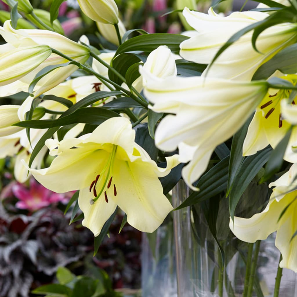 Van Zyverden Lilies Big Brother Set of 7 Bulbs Yellow Partial Sun Easy to Grow 2 lbs