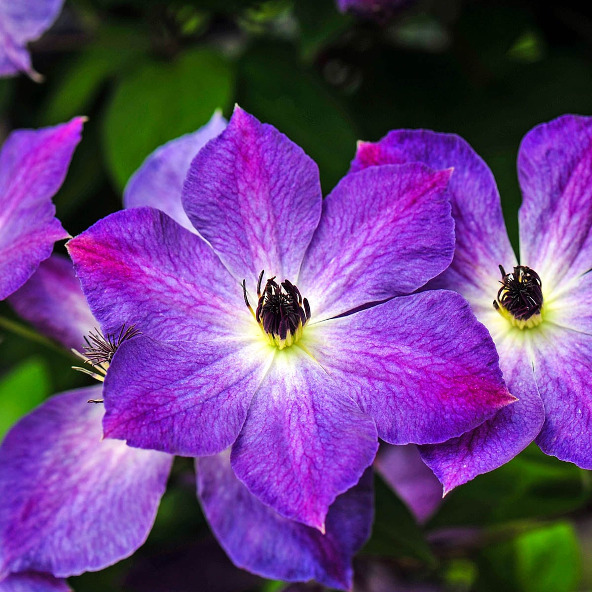 Spring Hill Nurseries Cloudburst Lavender Purple Phlox Dormant Bare Root Starter Plant