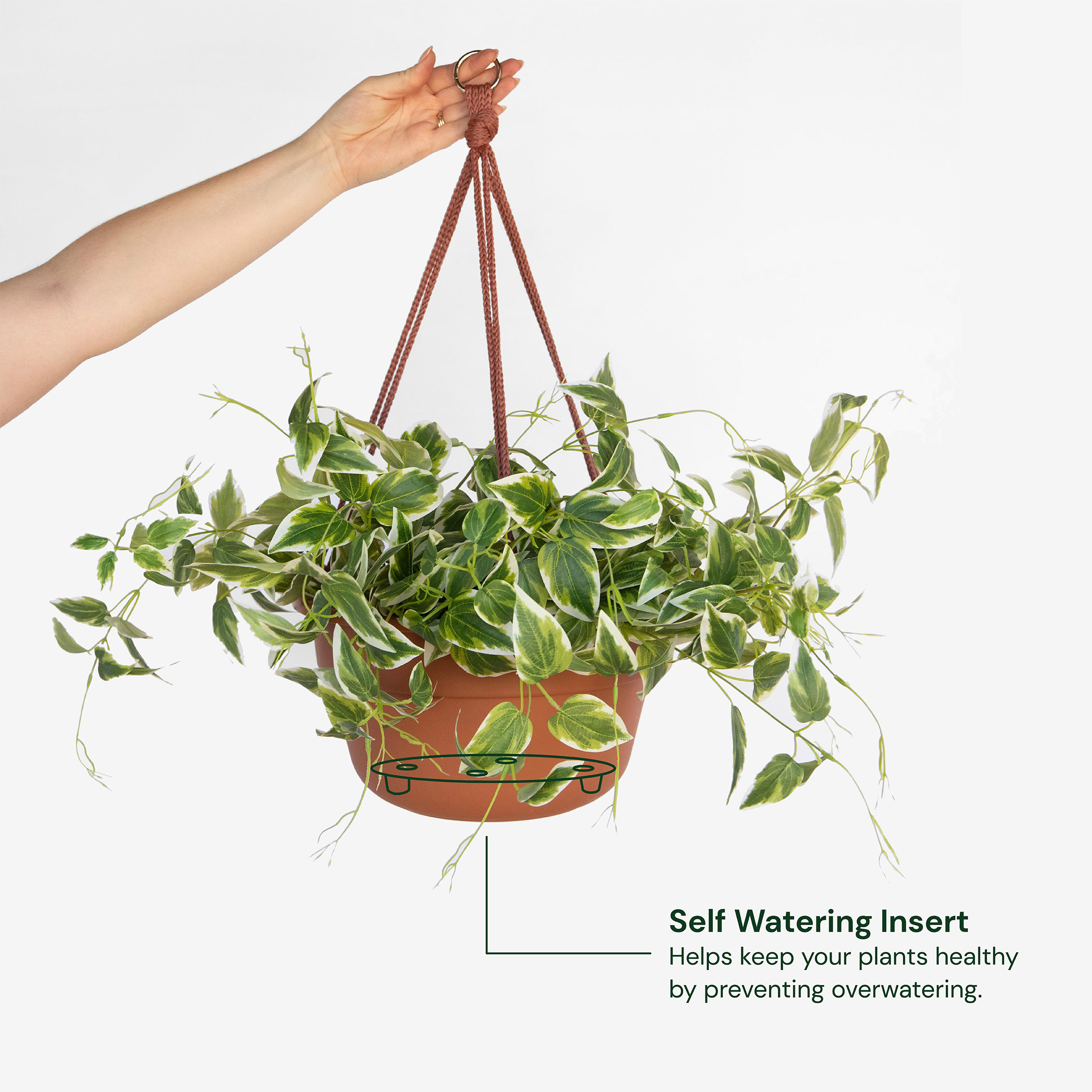 Bloem 6.8 in. H X 12.4 in. D Resin Dura Cotta Hanging Basket Terracotta Clay