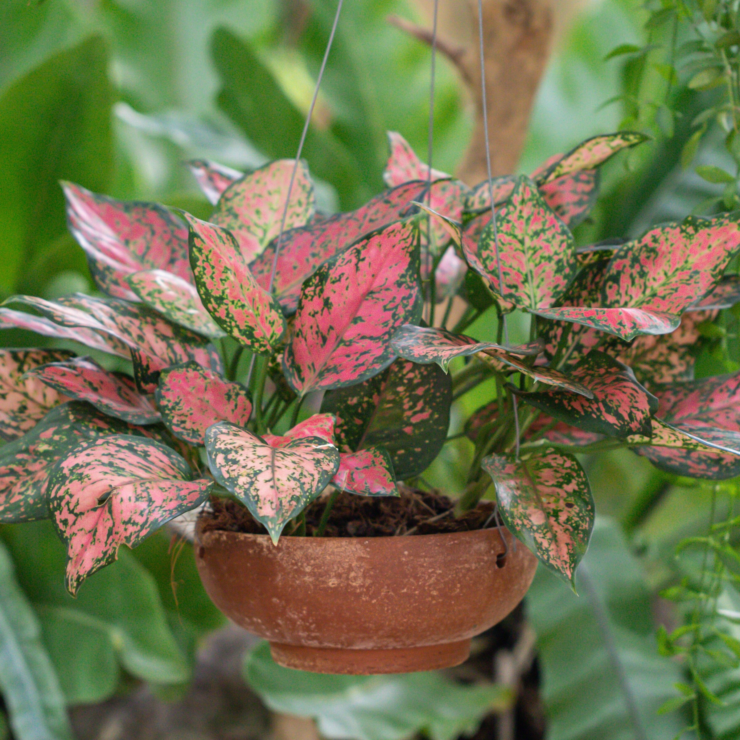 6 in. Aglaonema Red Wishes Plant