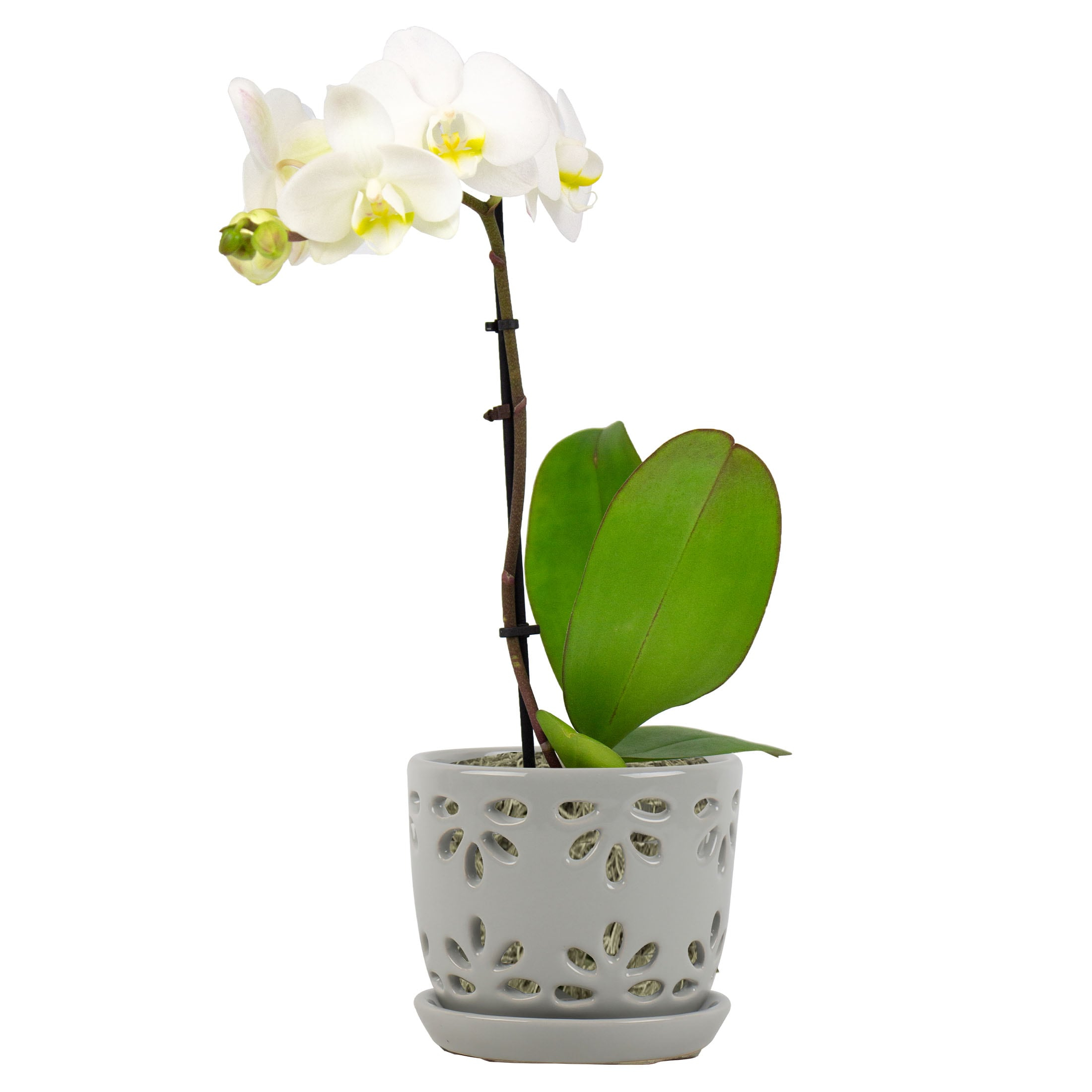 allen + roth Round 6.02-in W x 5.31-in H x 6.02-in D Gray Ceramic Indoor Orchid basket