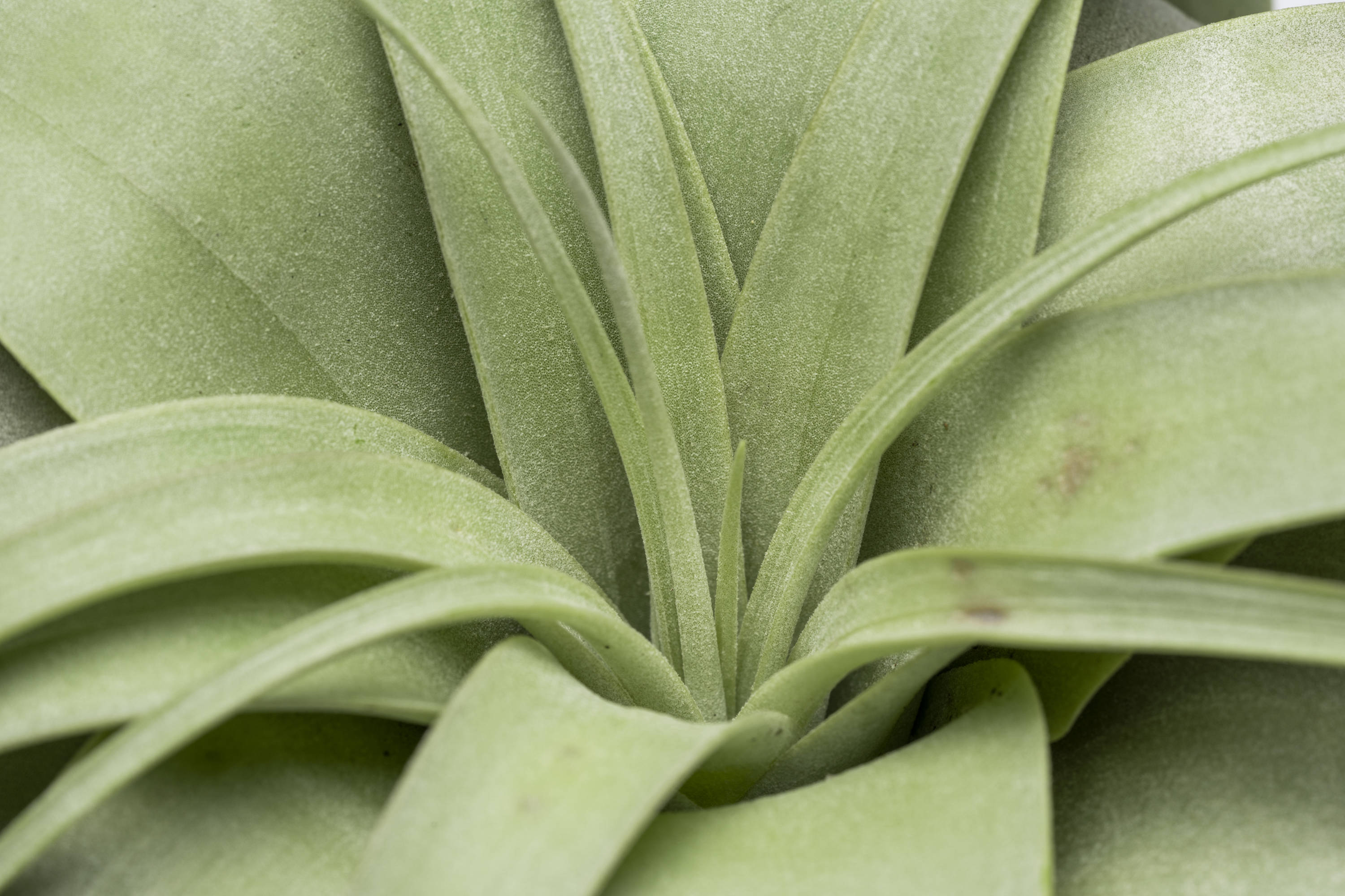 Altman Plants Large Tillandsia Xerographica Live Air Plant