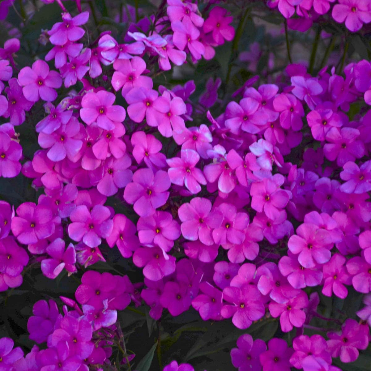 Spring Hill Nurseries Cloudburst Lavender Purple Phlox Dormant Bare Root Starter Plant