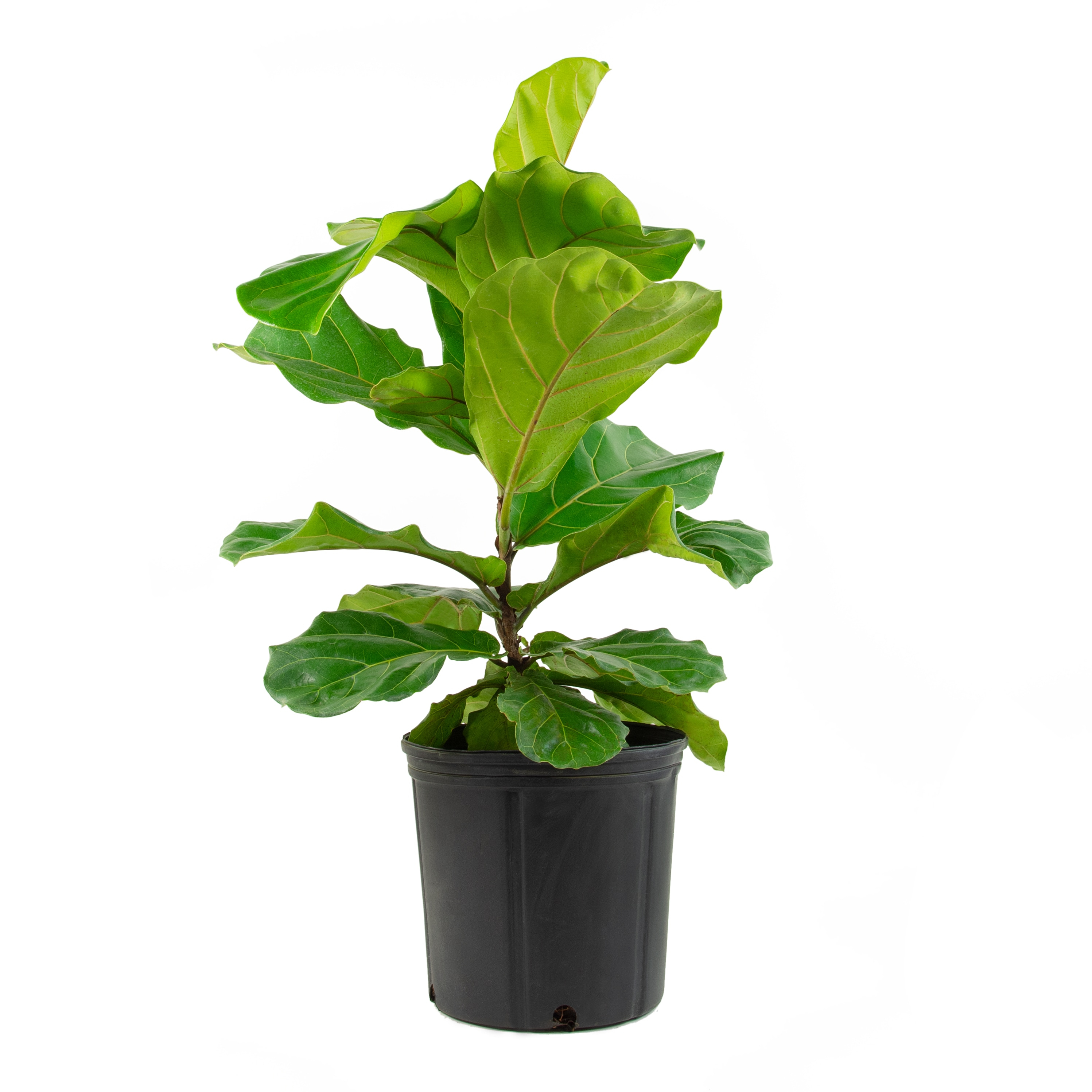 10&#34; Fiddle Leaf Fig Plant - National Plant Network