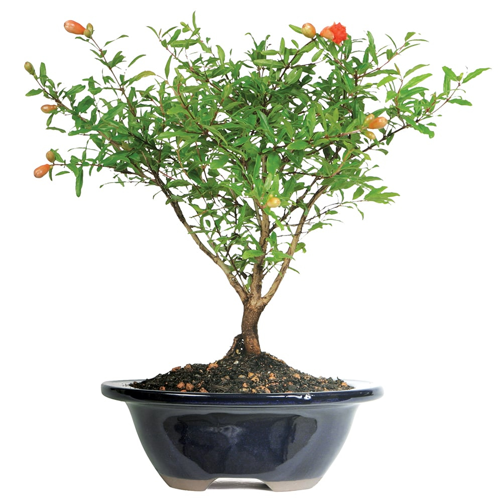 Brussel's Bonsai -in Orange Feature Dwarf Pomegranate In pot (with soil)
