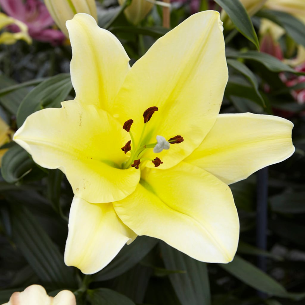 Van Zyverden Lilies Big Brother Set of 7 Bulbs Yellow Partial Sun Easy to Grow 2 lbs