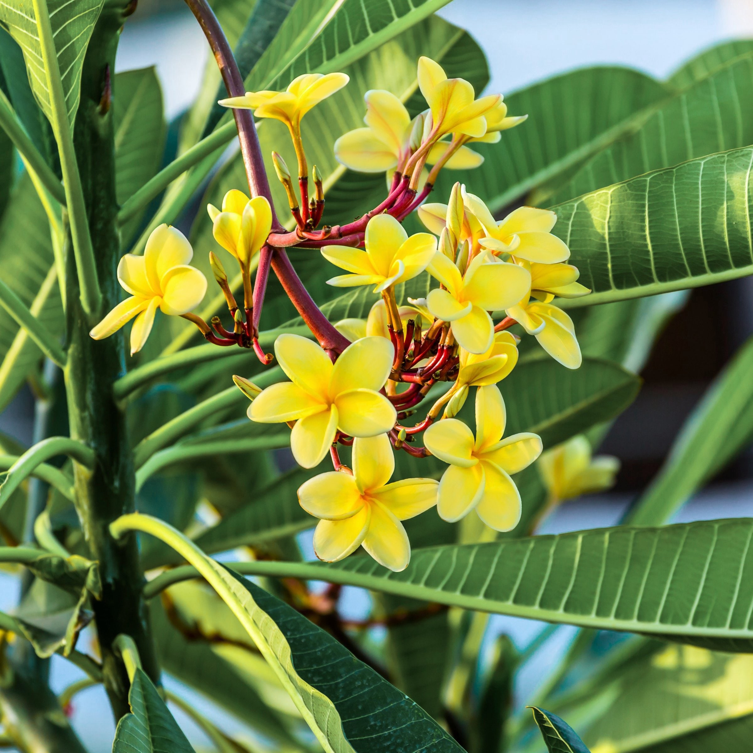 Yellow Gold Plumeria Flowering Bush in Green Planter