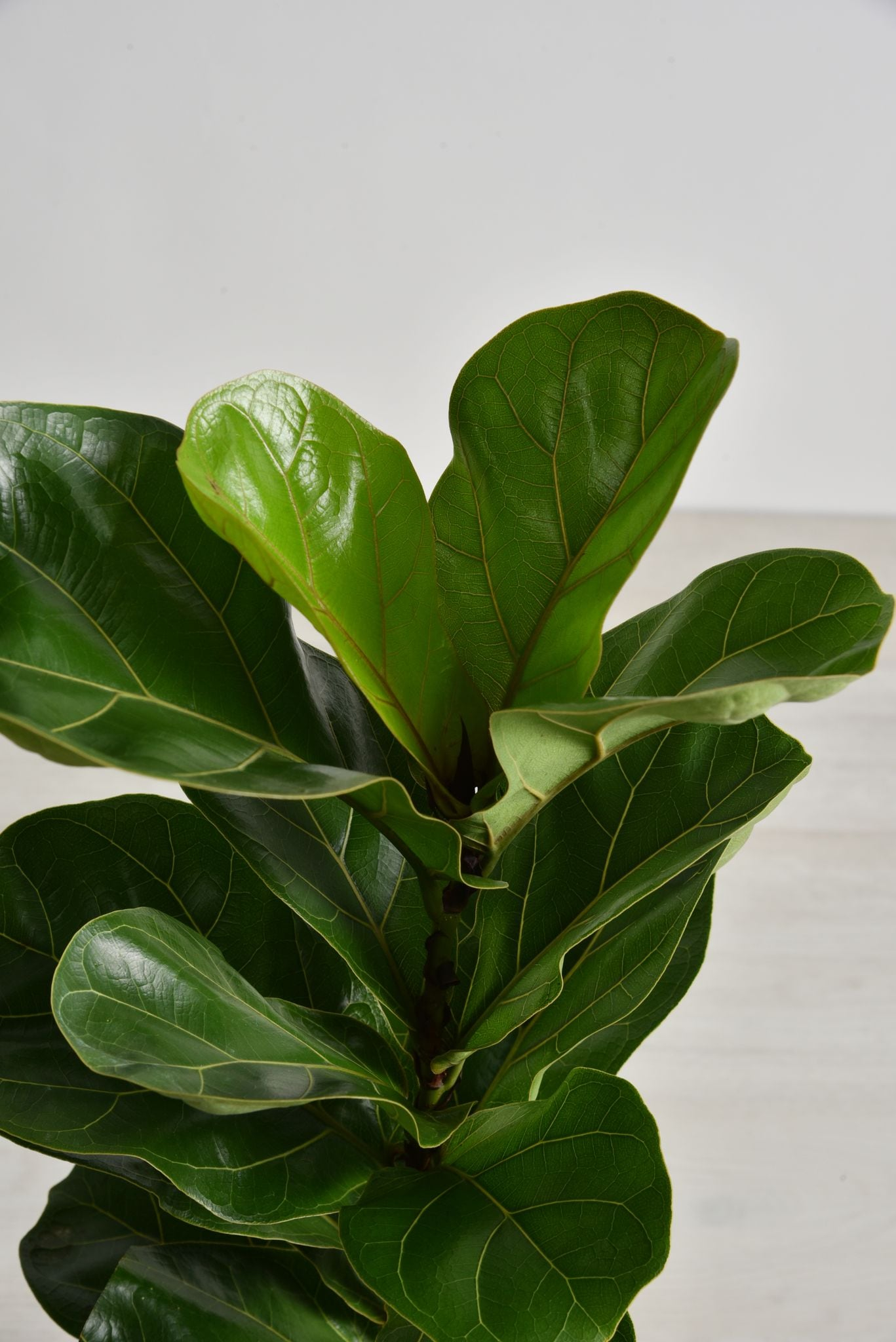 10&#34; Fiddle Leaf Fig Plant - National Plant Network