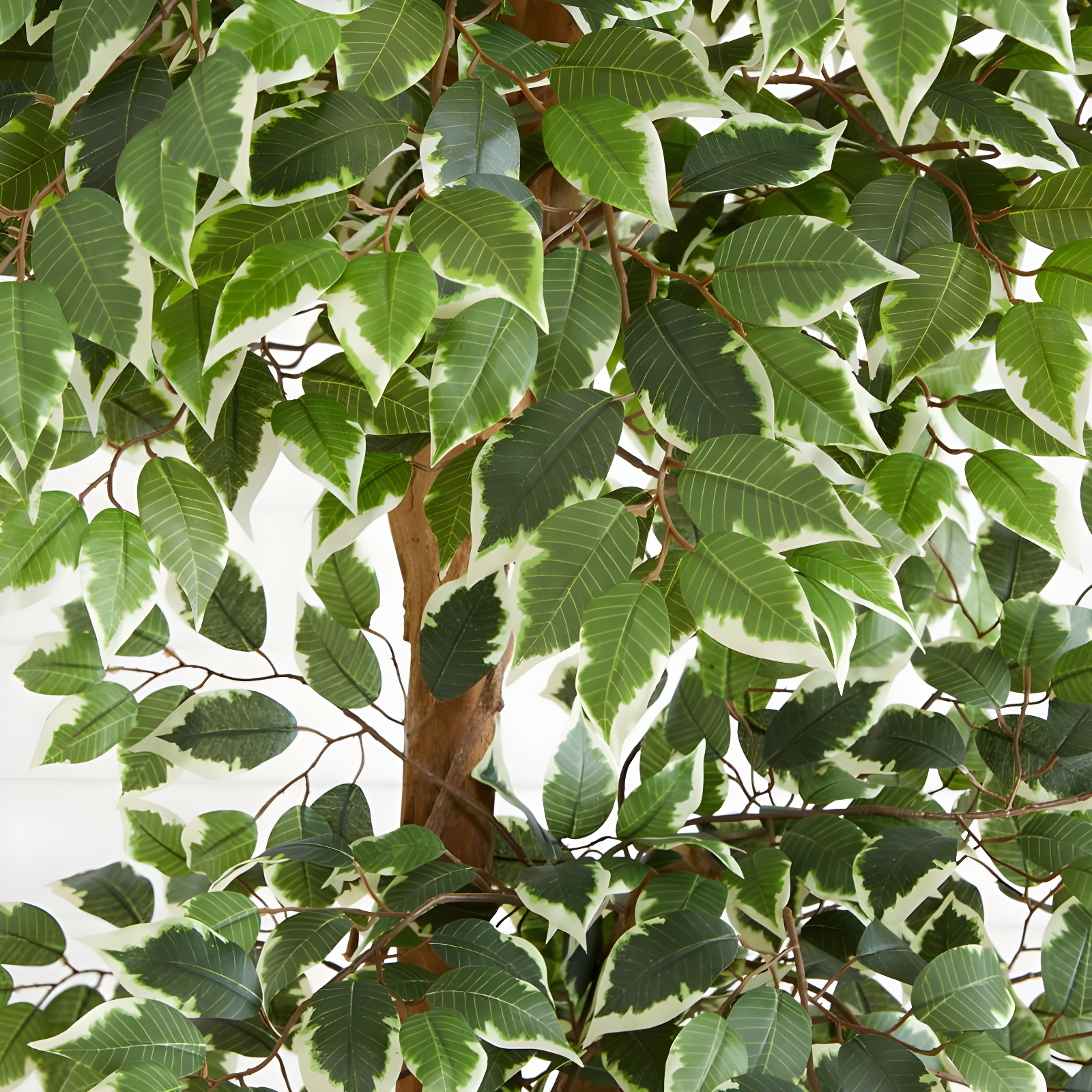 Nearly Natural 6-ft Variegated Ficus Tree