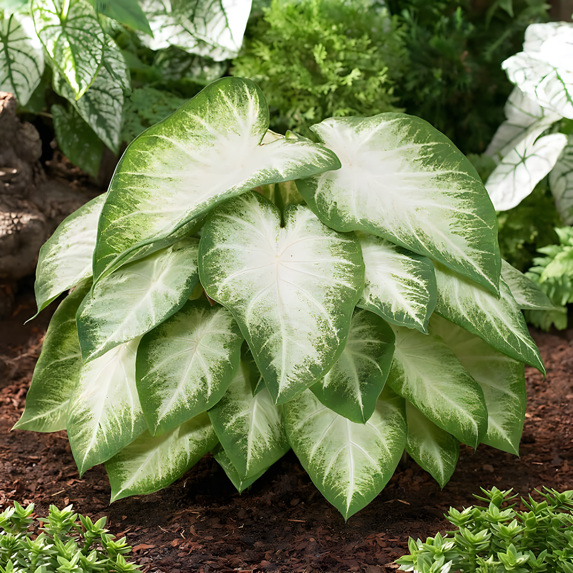 Garden State Bulb Aaron White Caladium Bulbs, Bare Roots (Bag of 10)