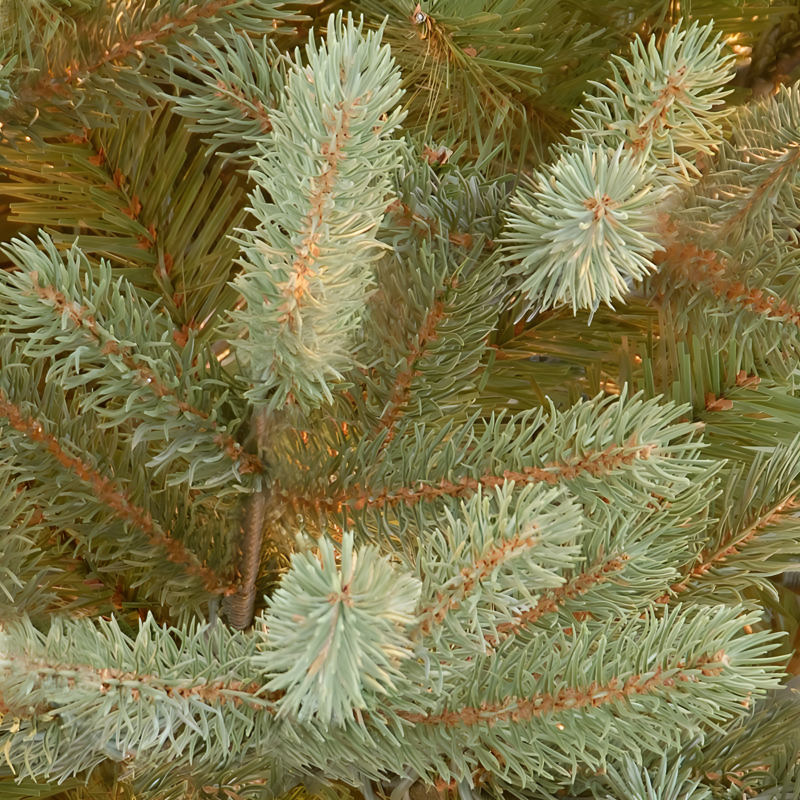 6.5' Unlit Norway Fir Artificial Christmas Tree - National Tree Company