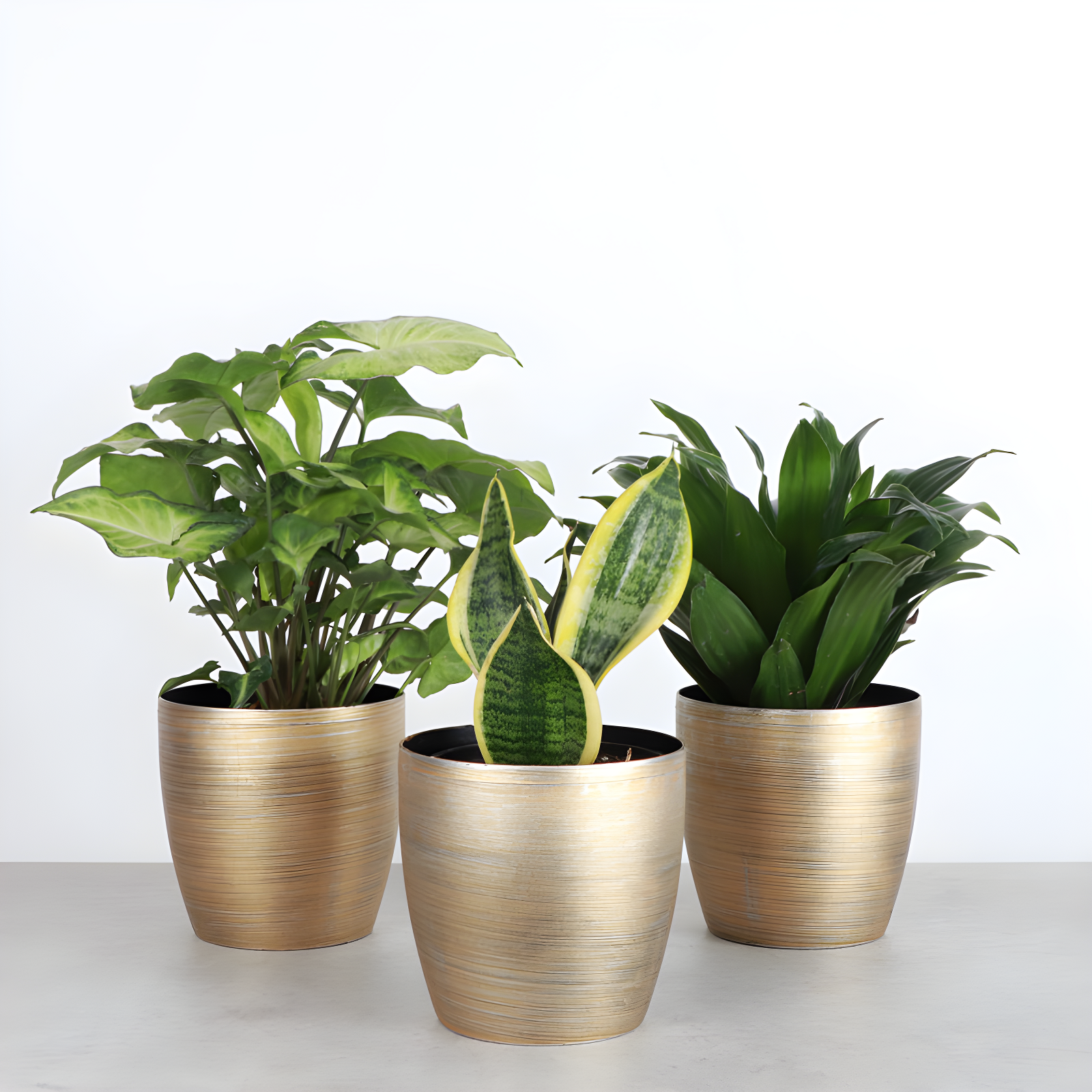Thorsen's Greenhouse Live Low Light Houseplant Set of 3