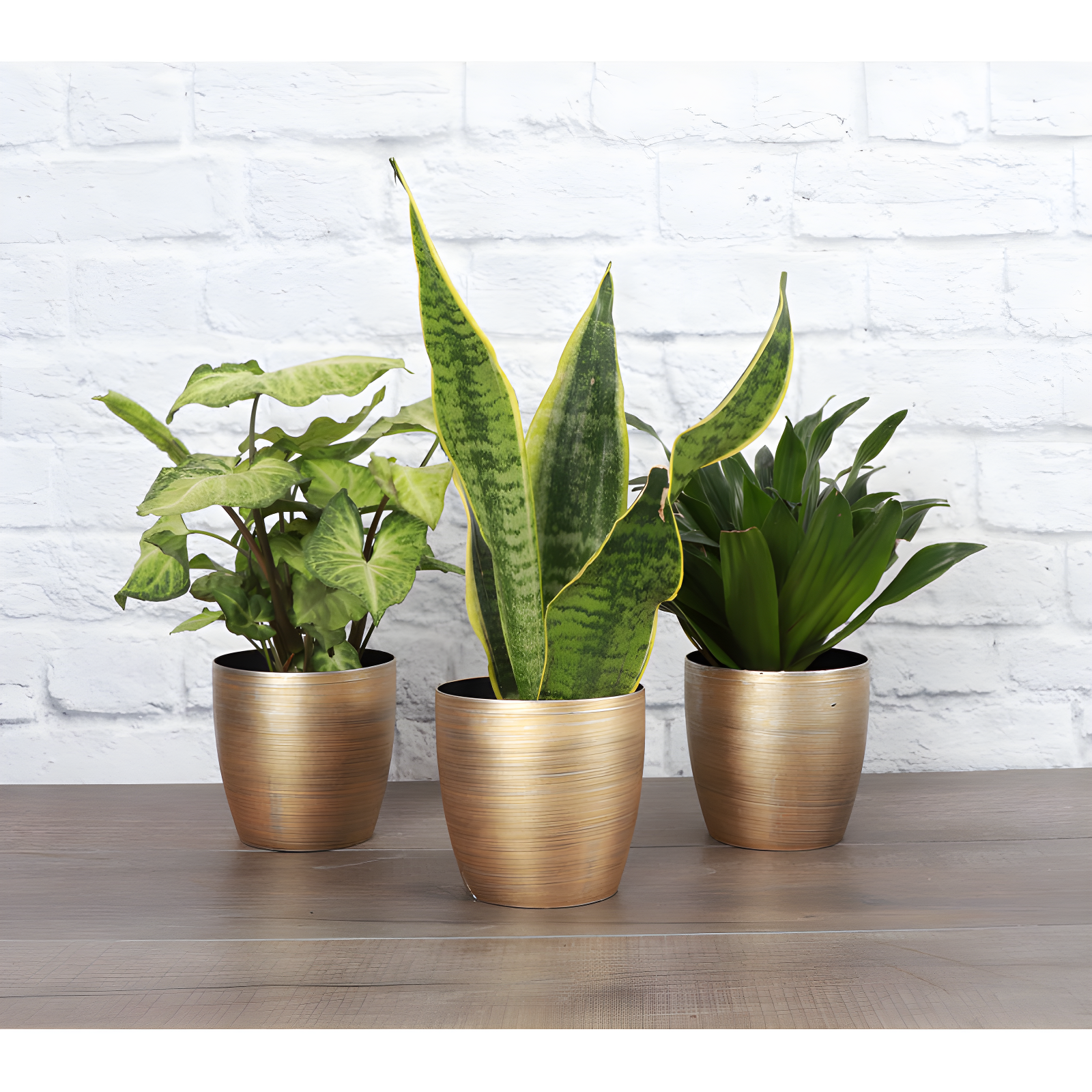 Thorsen's Greenhouse Live Low Light Houseplant Set of 3