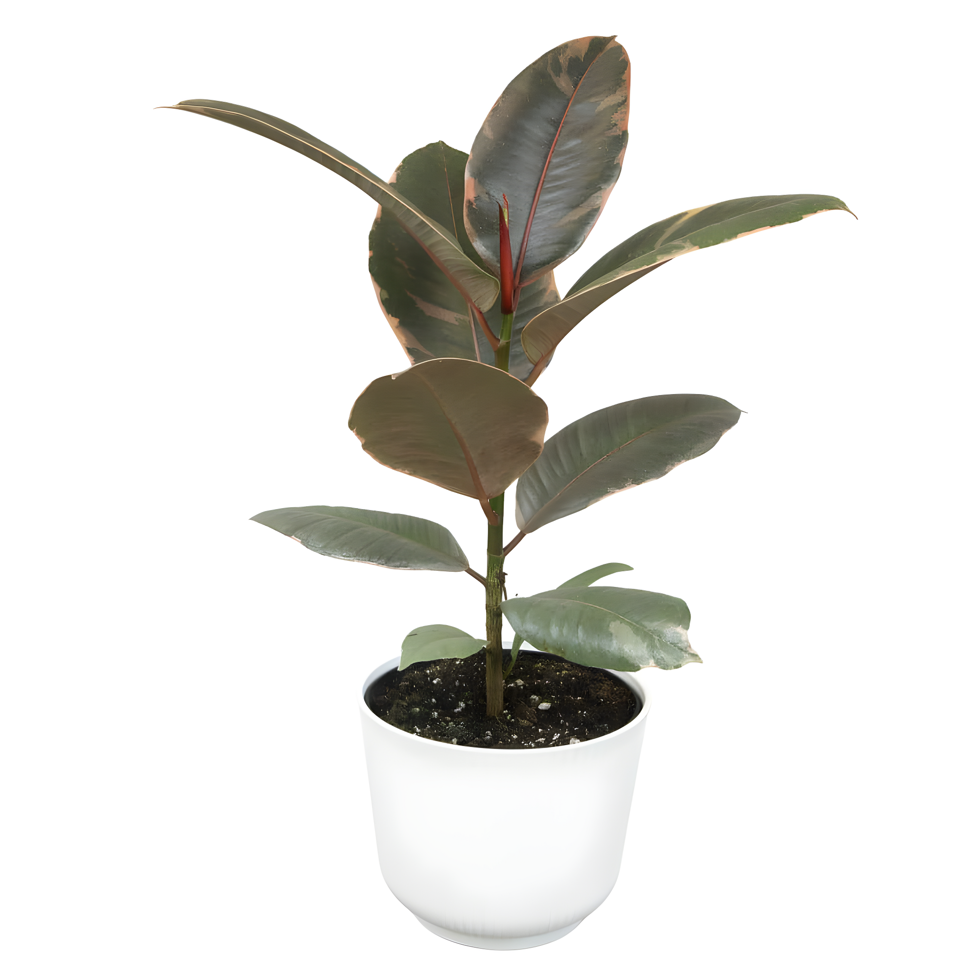 Variegated Ficus Ruby Rubber Tree Plant | 6in Decor Pot; Indirect Light | Element by Altman Plants
