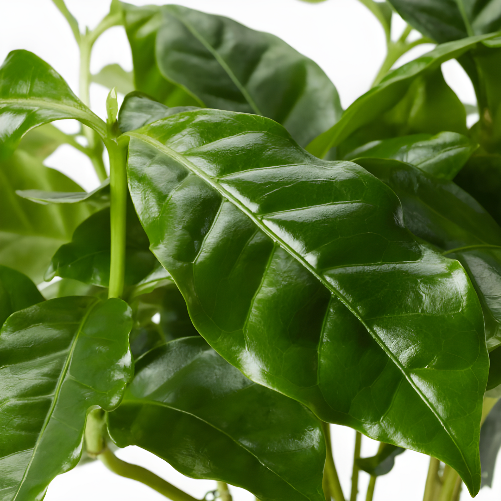 American Plant Exchange American Plant Exchange Arabica Coffee Plant, 6-Inch Pot, Live Fruiting Houseplant, Deep Green Foliage