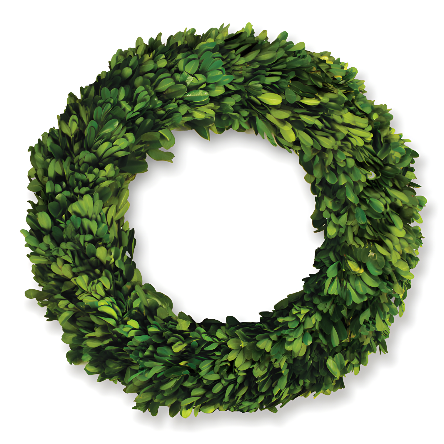 Alby Preserved Boxwood Real Greenery Wreath