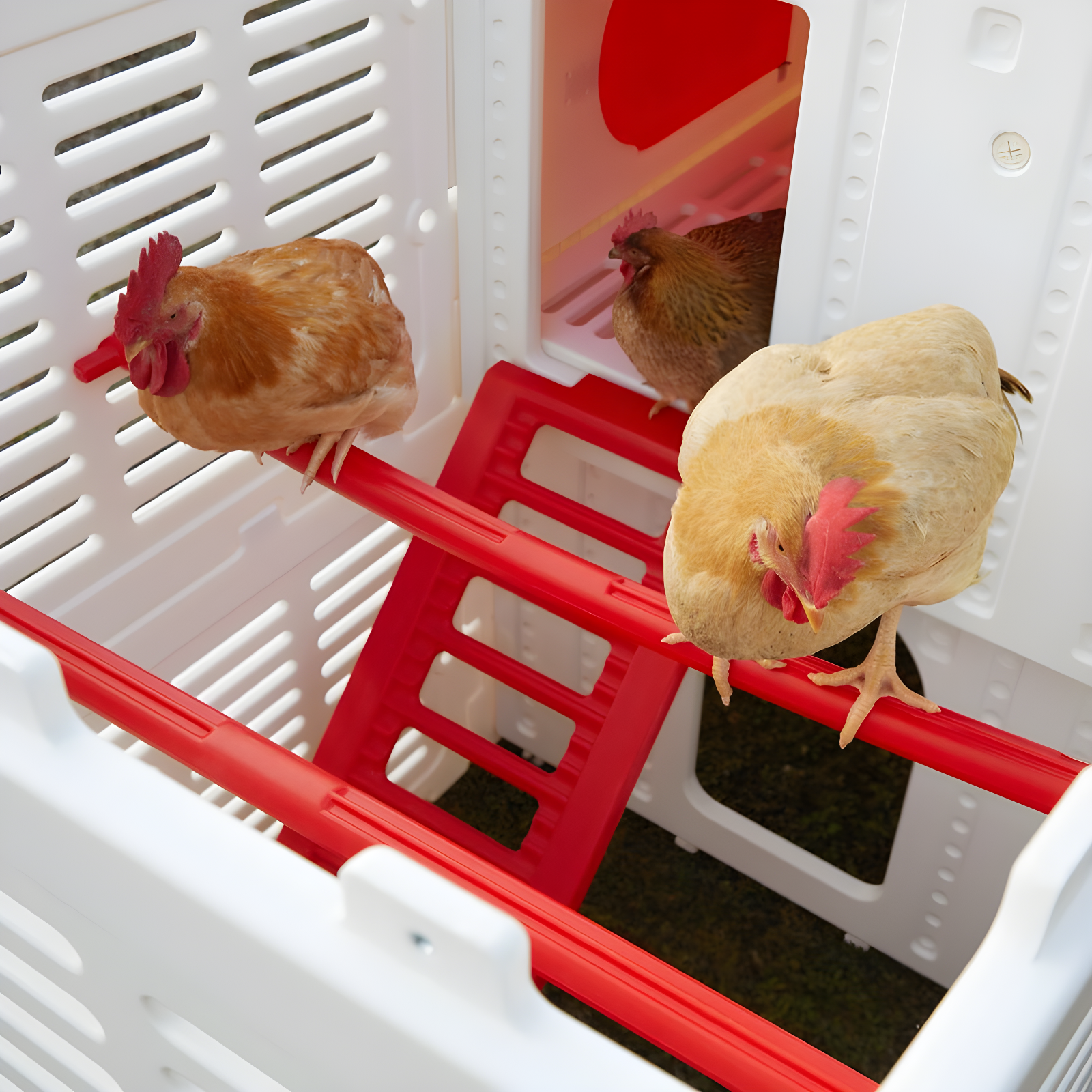 Sam's Pets Kuritsa 15 Square Feet Walk In Chicken Coop with Nesting Box For Up To 3 Chickens