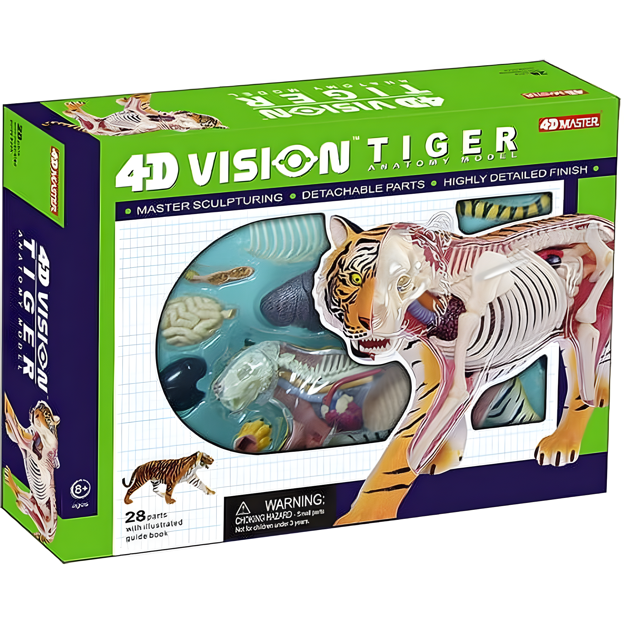 4D Vision Tiger Anatomy Model, by 4D Master