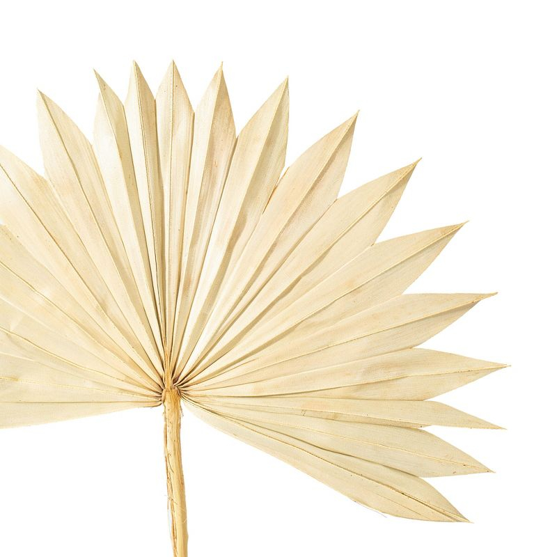 Vickerman Natural Botanicals 20" Natural Palm Sun Stem. Includes 12 Pieces per Bunch.
